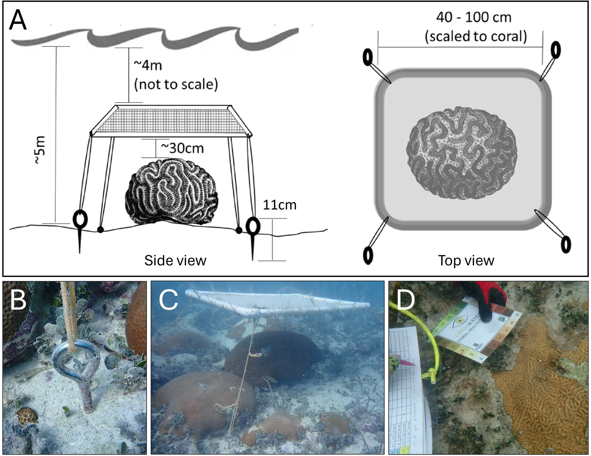 Shade structures used foam-filled PVC frames covered with 60% agricultural shade cloth and tethered about 30 cm above corals. Researchers assessed coral paling and bleaching using a standardized bleaching index card.