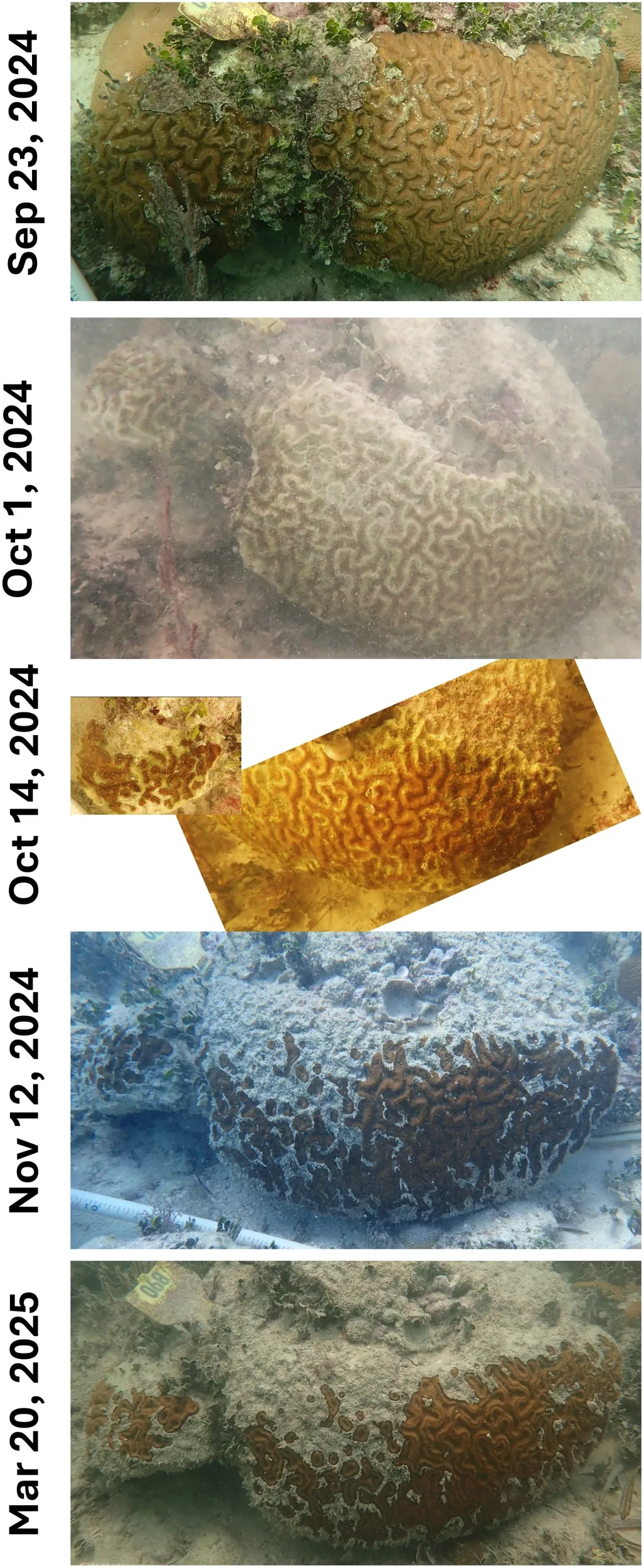 Time series photographs of a Colpophyllia natans colony that became detached during a tropical storm (September 25-26), rolled approximately 30 meters across the substrate, and came to rest tissue-side down. The coral was found, righted, and returned to its original location on October 1, with severe abrasion and loss of tissue along the colony ridges. Subsequent photographs show rapid healing of ridge tissues.