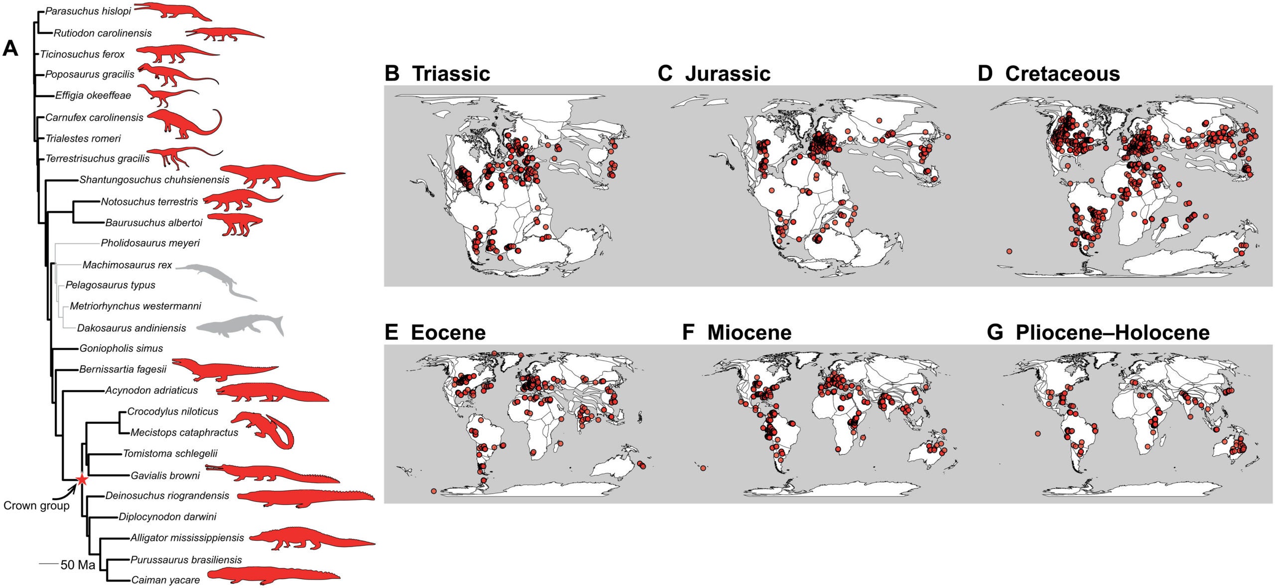 Charts trace the evolution and geographic spread of Pseudosuchia, the ancient reptile group that includes modern crocodiles. A family tree highlights representative species, while fossil maps show their changing distribution from the Triassic Period to today.