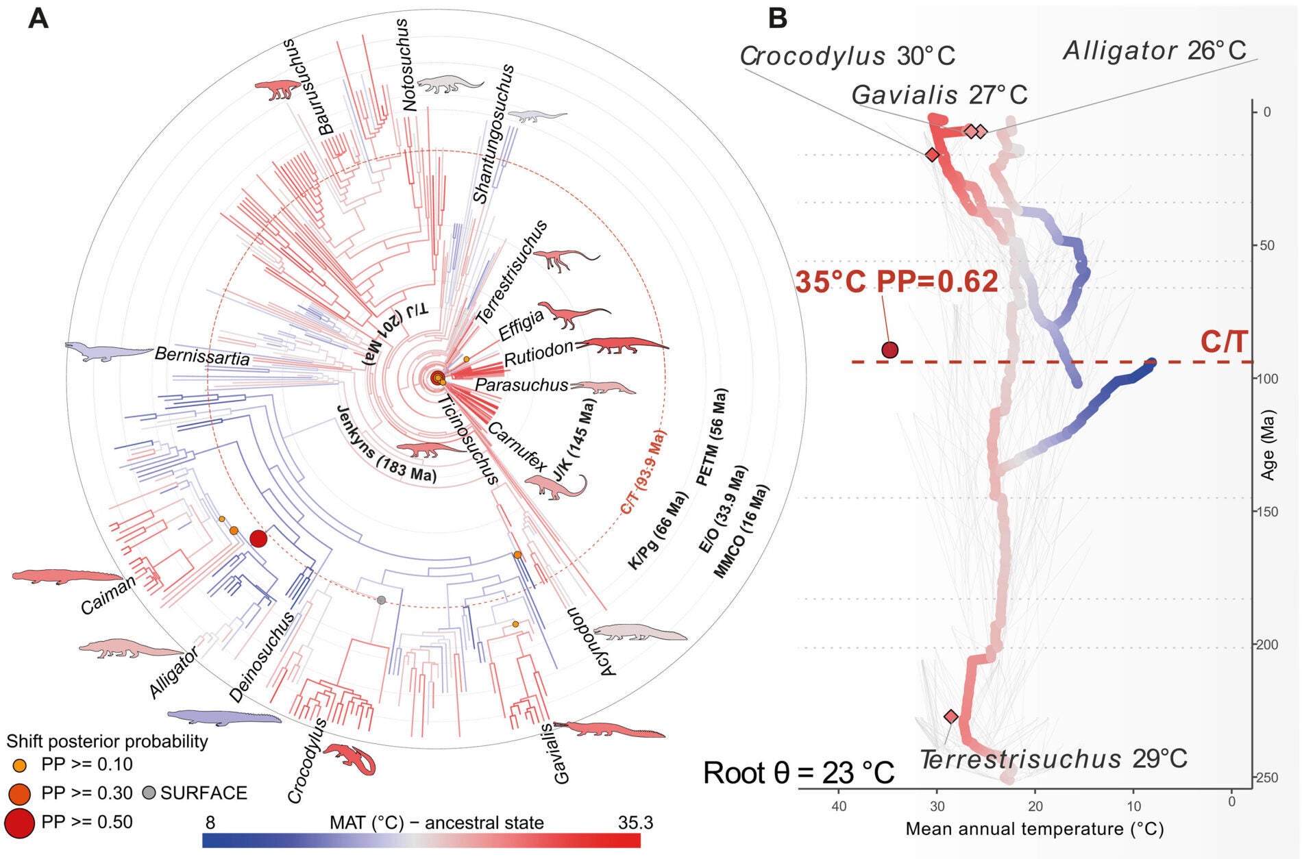 Evolutionary diagrams trace changes in ancestral temperature preferences among pseudosuchians, the ancient relatives of crocodiles. The strongest shift occurred around 93.9 million years ago, near the boundary between the Cenomanian and Turonian periods.