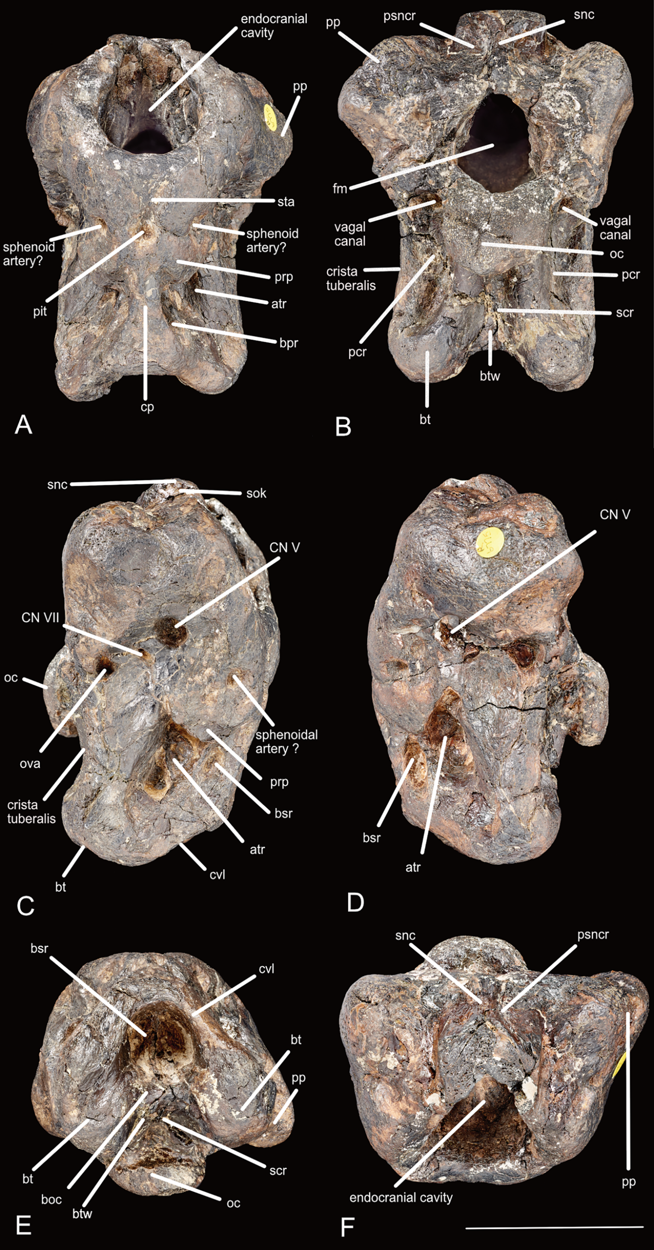 Photographs of the holotype braincase (NHMUK PV R6775) of I. amberina gen. et sp. nov. in A: anterior, B: posterior; C: right lateral; D: left lateral; E: ventral; F: dorsal views.