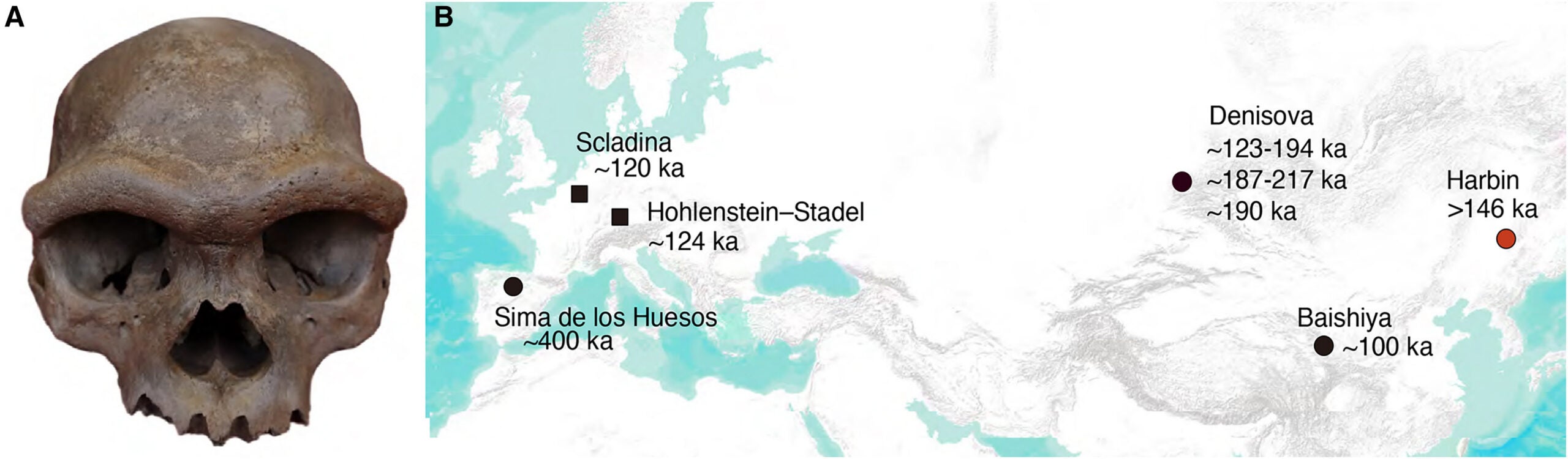 The Harbin cranium and geographic location of hominin specimens older than 100 ka where human DNA has been retrieved