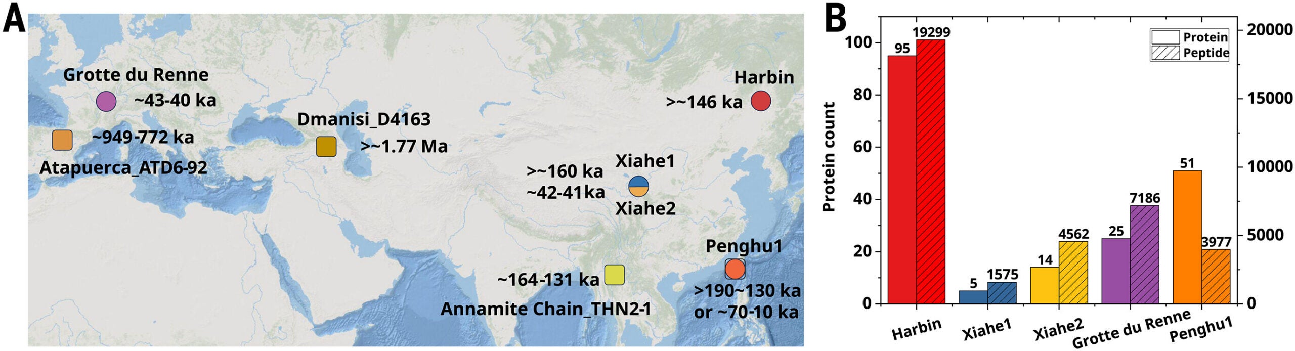 Geographic locations and proteomic profiles for the Pleistocene hominin individuals with palaeoproteomic data.