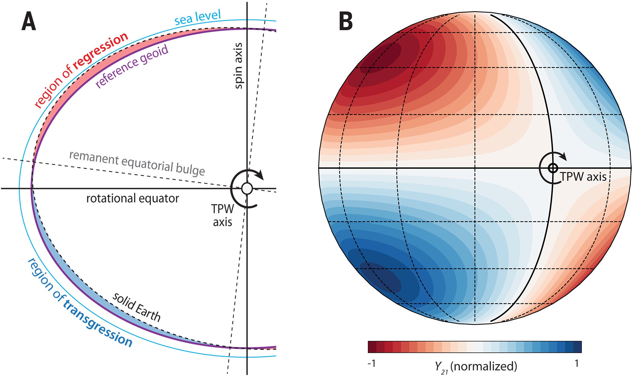 (A) Cross section of Earth (with exaggerated oblate form) showing displacement of the solid Earth’s transient equatorial bulge (with respect to the reference geoid) during a TPW event. (B) Normalized response of degree-2, order-1 spherical harmonic (Y₂₁); nodal planes are highlighted in black.