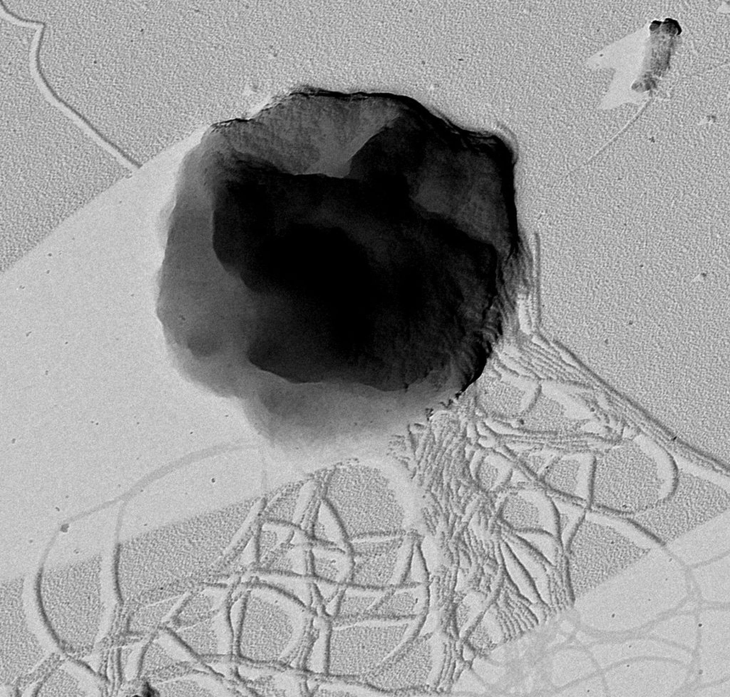 Methanothermococcus okinawensis, whose ability to survive on Saturn’s moon Enceladus was tested by researchers at LMU. The result: Yes, the microorganisms could survive under the conditions on the icy moon. It normally lives in the deep sea on Earth.