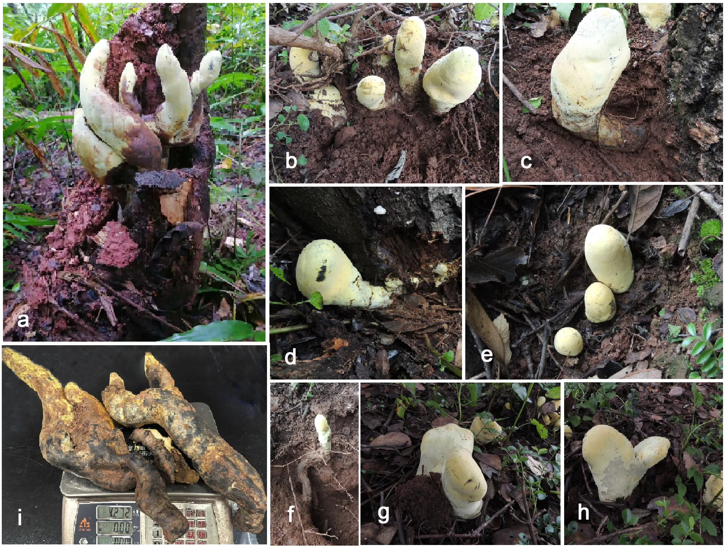 Stromata of Dianjunus rex in the field. (a, c, d, f) Stromata attached to host roots. (b, e, g, h) Stromata around host plant. (a) Collectors. (i) Total weight of largest bilobedstromata.