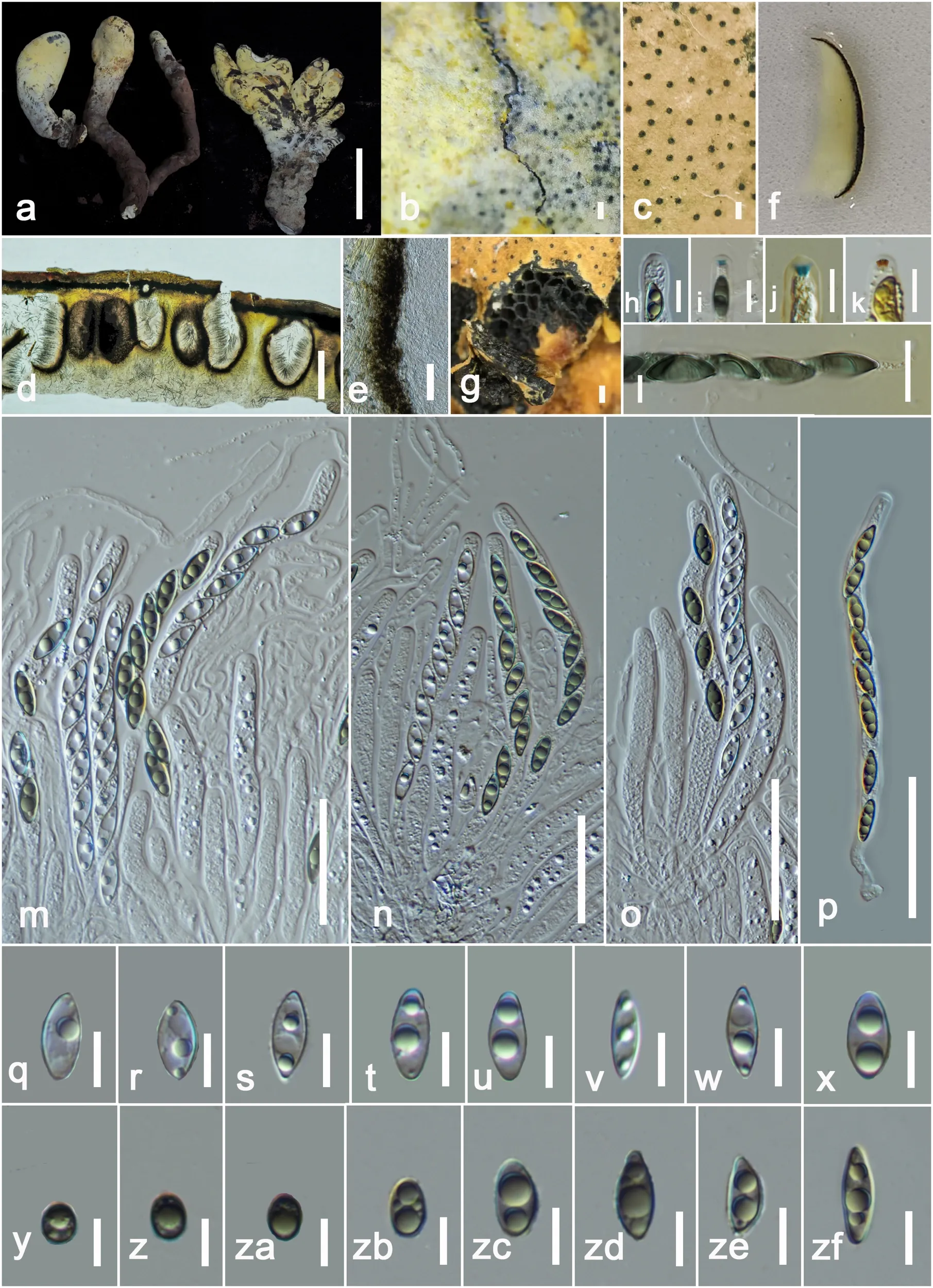 Dianjunus rex (HKAS148941, holotype). (a) Stromata. (b) Yellow powdery layer on outer crust covering ostioles. (c) Ostiole opening on stromatic surface. (d) Vertical cross section of ascoma. (e) Peridium. (f) Stromatic tissues in 5% (w/v) KOH. (g) Horizontal section through the stromata. (h) Apical ring in water. (i) Apical ring in Melzer’s reagent. (j) Apical ring in Lugol’s reagent after pretreatment with 3% (w/v) KOH. (k) Apical ring in Lugol’s reagent. (l) S-shaped germ-slits in ascospores in Melzer’s reagent. (m-p) Asci in water. (q-zf) Ascospores in water.