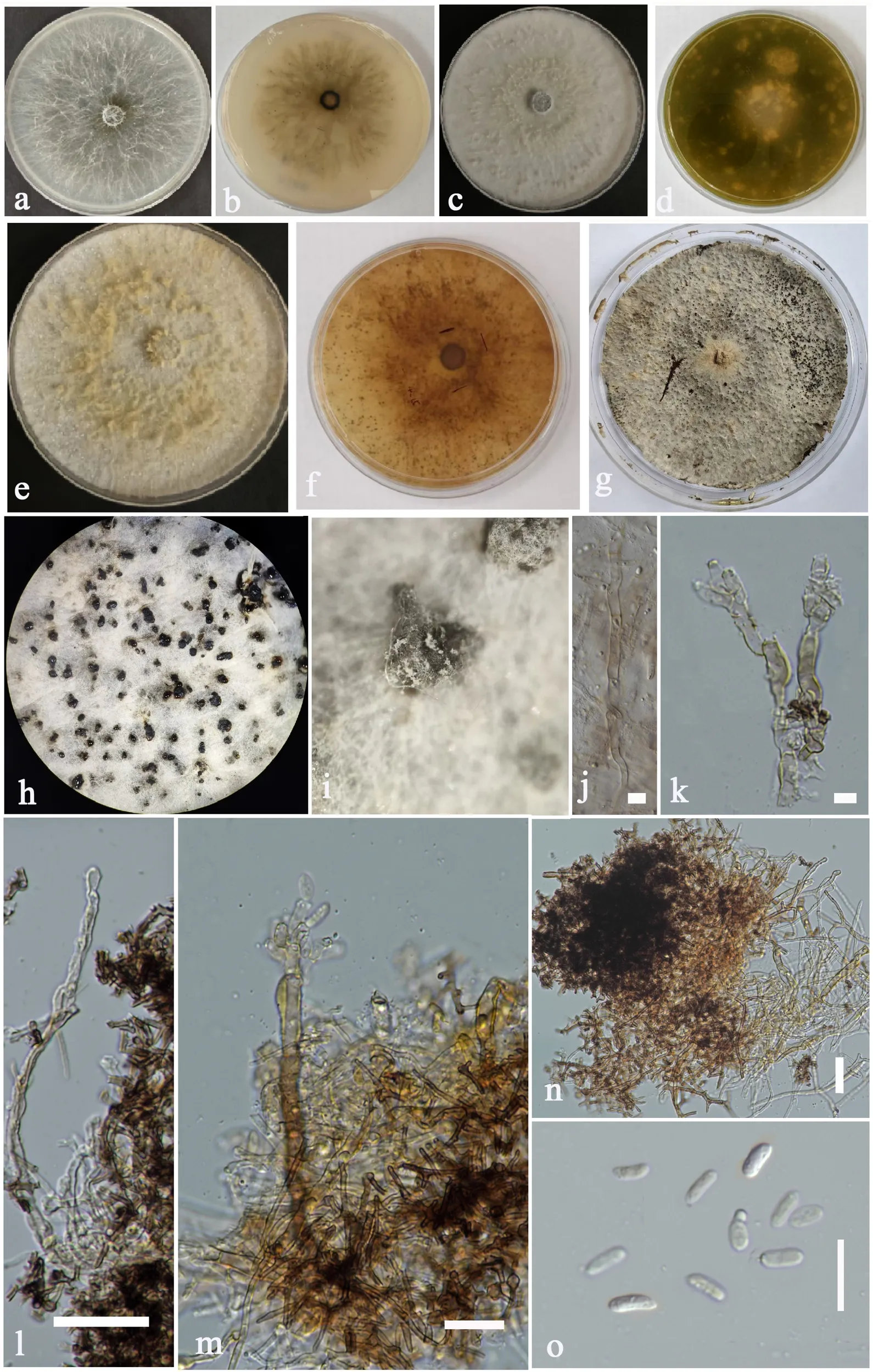 Cultures and anamorph of Dianjunus rex (GBWSCC202508860). (a, c, e) Surface view of culture on MEA, OMA, and PDA respectively after a week. (b, d, f) Reverse view of culture on MEA, OMA, and PDA after a week. (g, h) 90-day-old sporulated culture on PDA. (i) Close-up view of spore-bearing structures. (j) Mycelia. (k-m) Conidiophores, conidiogenous cells with attached conidia. (n) Specialized mycelial cells from which conidiophores are derived. (o) Conidia.