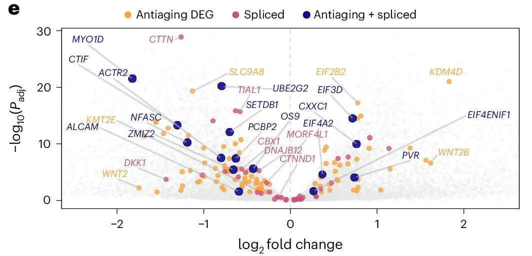  Integration of differential gene expression and alternative splicing events across SRSF1-expressing lines (n = 6 donor lines).