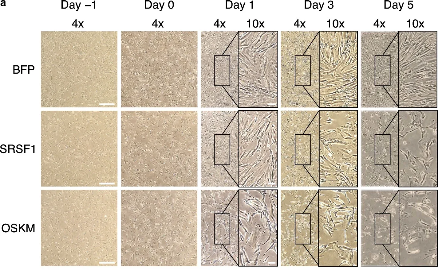 Morphological validation of fibroblast identity preservation and kinetics of rejuvenation effects.