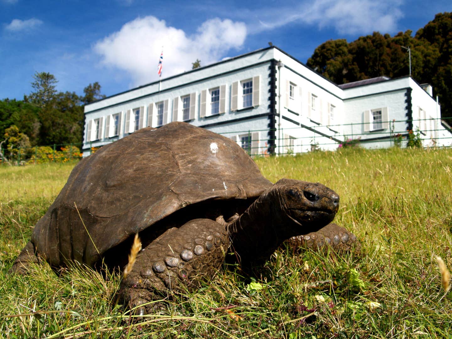 Jonathan arrived on St. Helena from the Seychelles 144 years ago as a fully grown tortoise and a gift to the island’s governor. He has lived ever since on the grounds of Plantation House, the governor’s official residence.