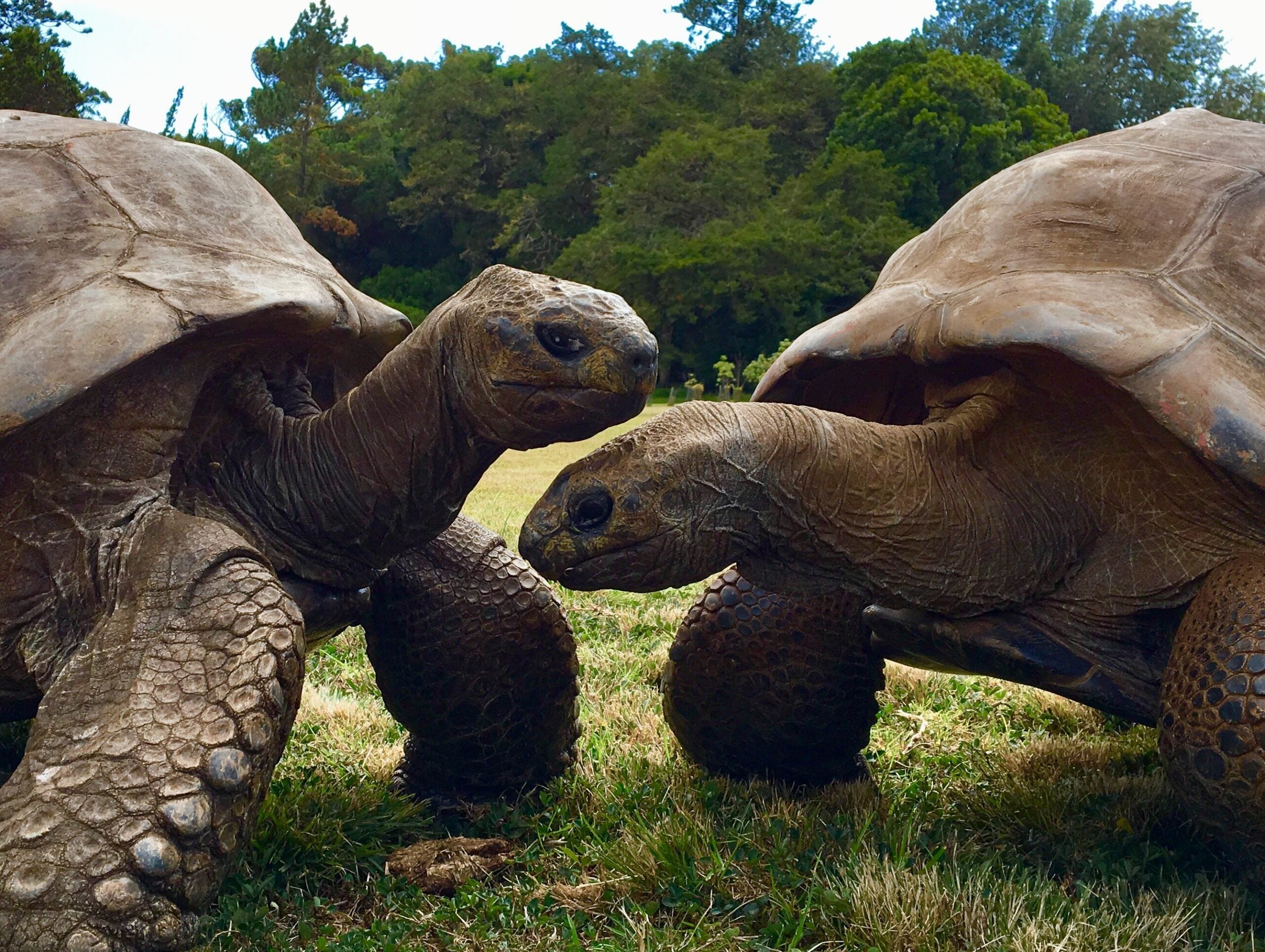 Jonathan, a 194-year-old Aldabra giant tortoise (Aldabrachelys gigantea), holds the record as the world’s oldest known living land animal.
