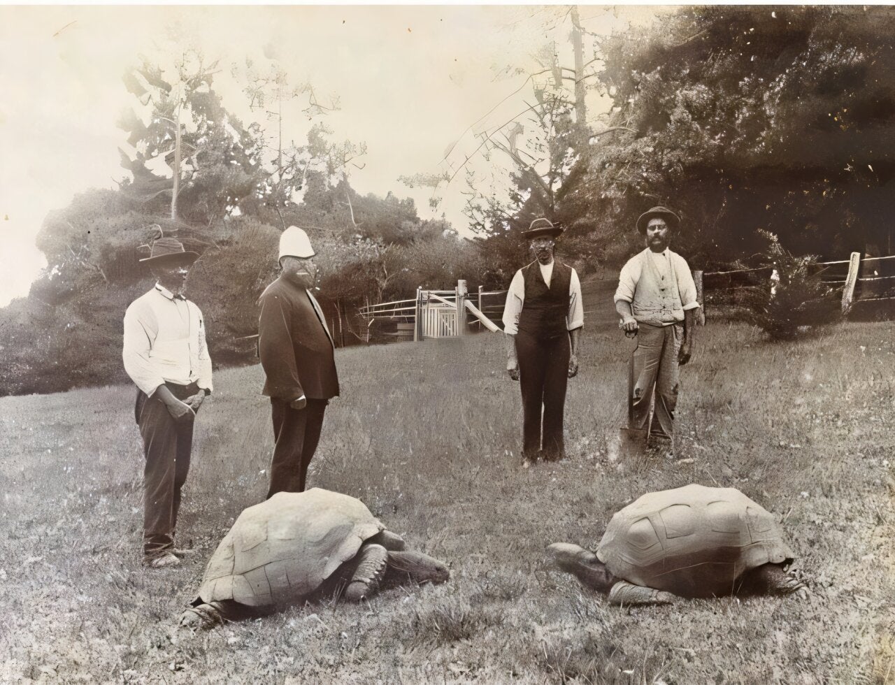 Jonathan the tortoise (left) shortly after arriving on St. Helena in 1882 as a gift to Sir William Grey-Wilson, the island’s future governor.