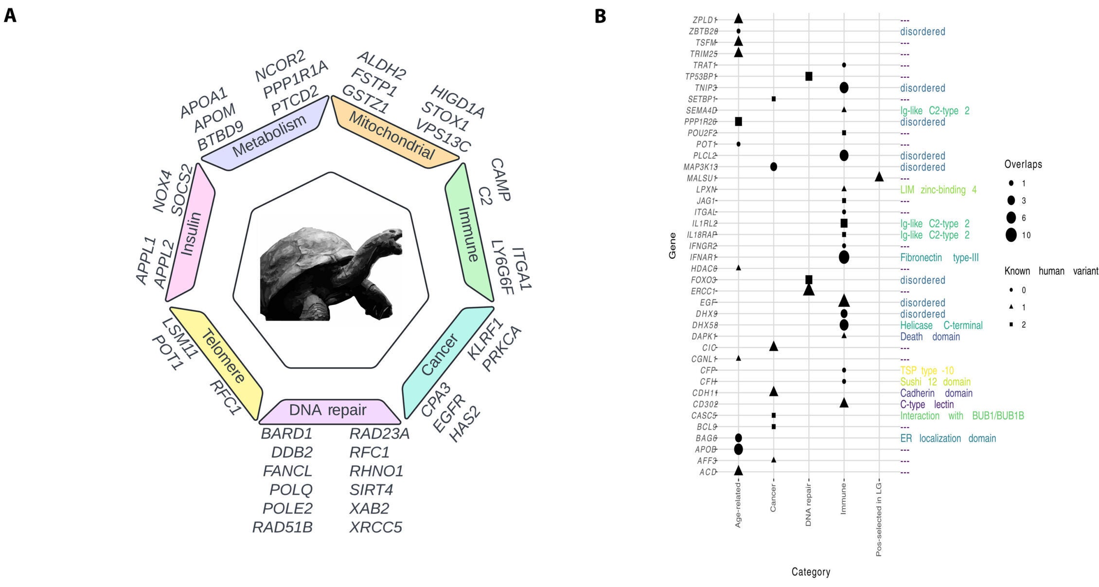 Evolutionary analysis of Jonathan’s genome. (A) Subset of genes under positive selection in Jonathan and the categories of function they fall into. (B) Jonathan’s unique nsSNVs predicted to be significant by protein language models.