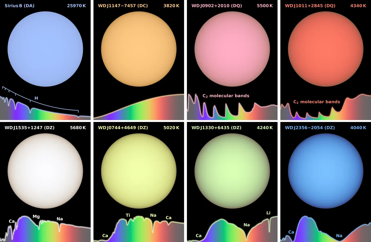 Colour-accurate simulated images of white dwarfs. Top Left panels: Sirius B is the nearest white dwarf to the Solar System, with a hot hydrogen atmosphere, resulting in a pale blue colour. WDJ1147-7449 is instead among the coolest nearby white dwarfs, giving it a featureless spectrum and an orange appearance. Top Right panels: Convective envelopes in these cool white dwarfs have dredged up carbon from their cores into their dense helium-dominated atmospheres, forming diatomic carbon molecules that lead to various pink hues. Bottom panels: Accretion of rocky debris from the white dwarf planetary systems enriches their cool helium atmospheres with elements such as calcium, magnesium, and sodium. The varying amounts/compositions of accreted material and white dwarf temperatures allow for a diverse array of colours, including green. In reality all stars would be many millions of times brighter than what can be shown on-screen.