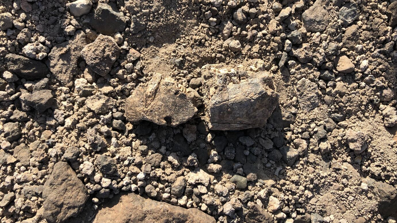 Two fragments of the newly discovered mandible specimen in the location they were originally found.