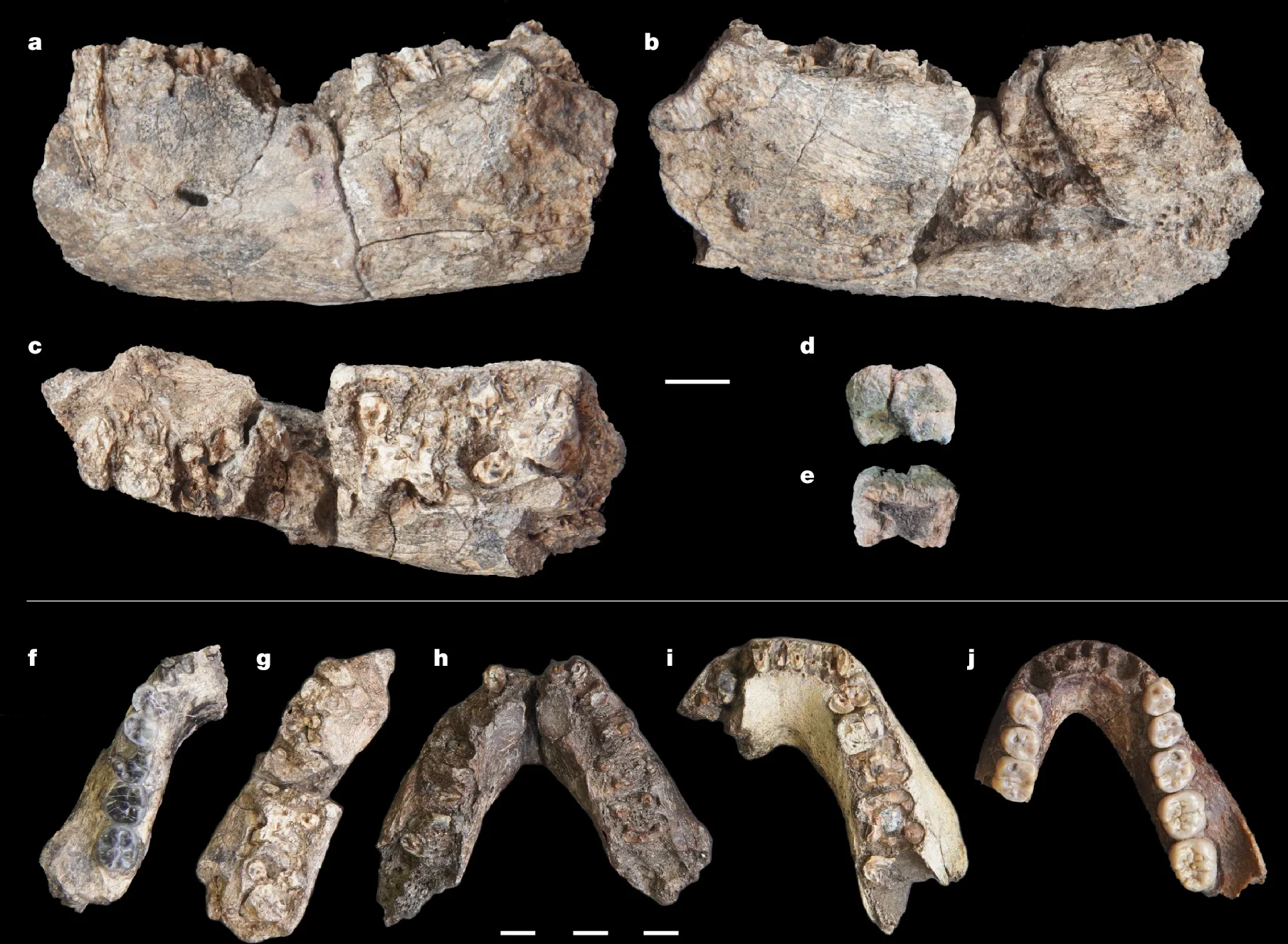 Top: Multiple views of MLP-3000-1, the newly discovered Paranthropus partial left mandible and molar crown. Bottom: MLP-3000-1 in side-by-side comparison with mandible fossils from other species. 