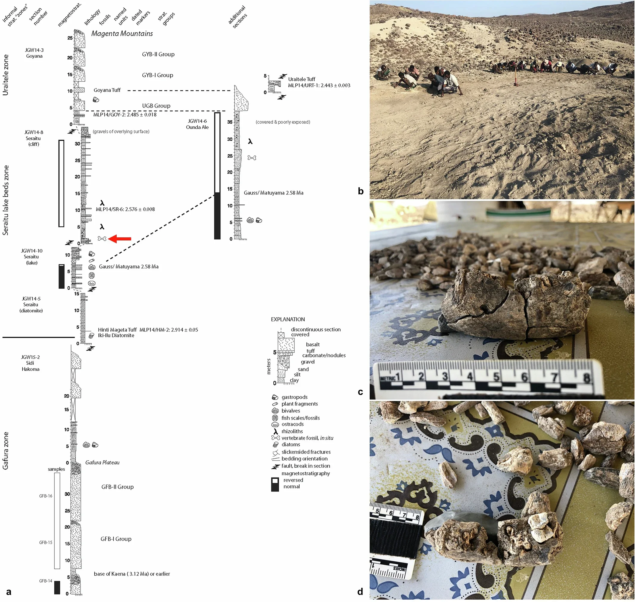 Stratigraphic sections, sedimentary content, volcanic markers, and relationships among the three fossiliferous zones (Gafura, Seraitu, and Uraitele) at the Mille-Logya Research area.
