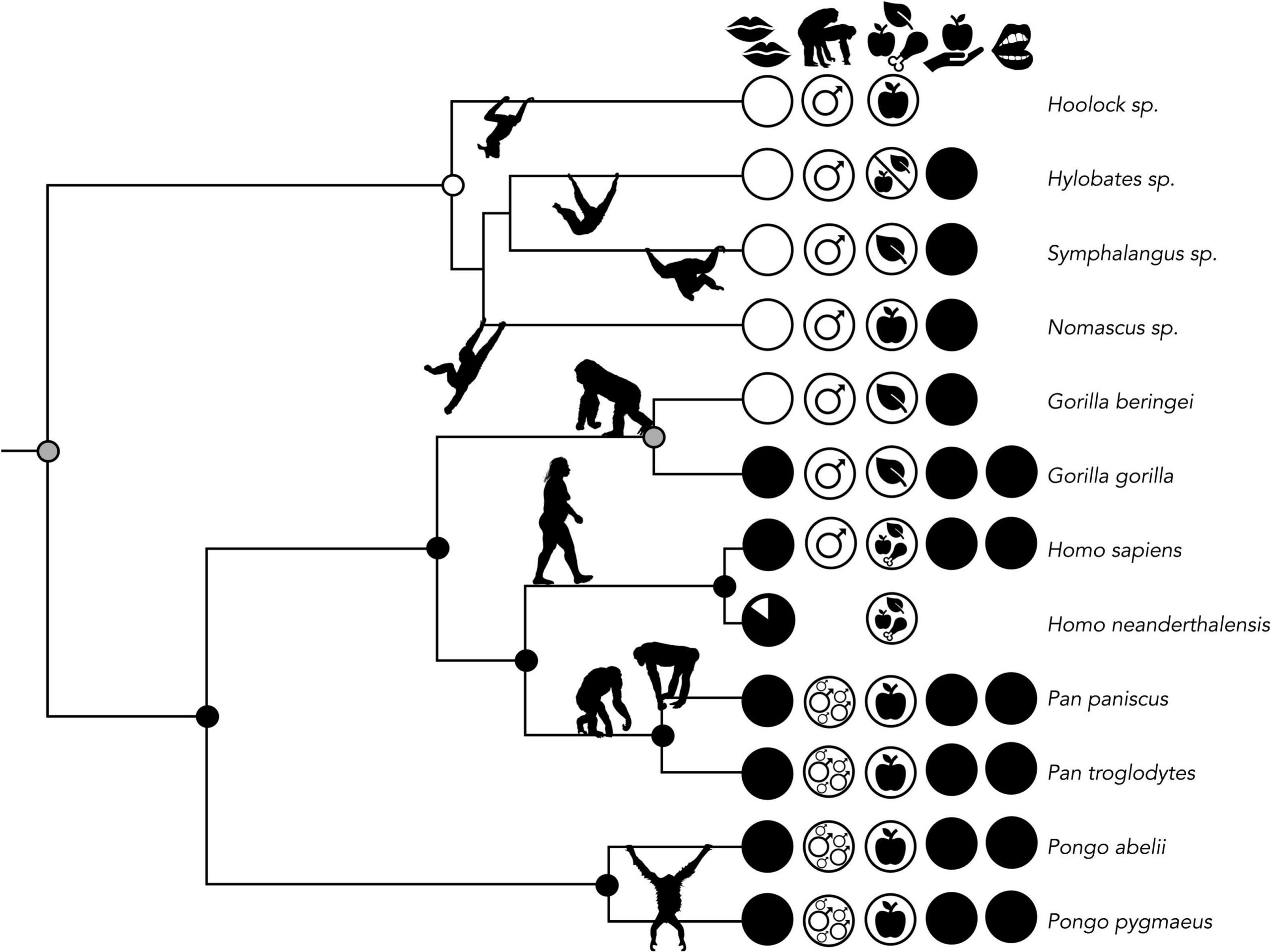 Phylogeny illustrating the reconstructed evolutionary history of kissing within the apes (Hominoidea). The occurrence of kissing and other life history variables is displayed at the tips of the tree. 