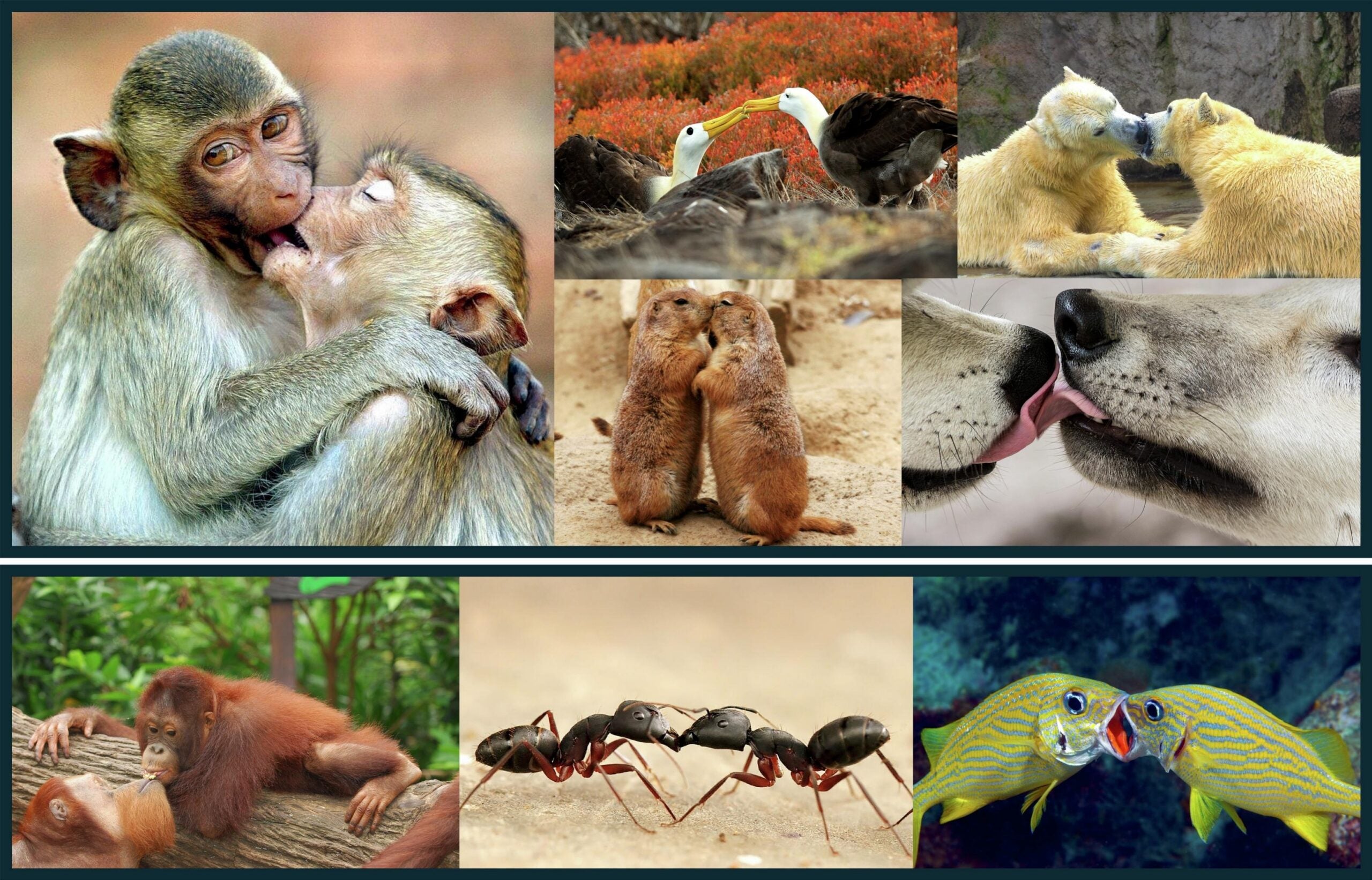 Kissing across the animal kingdom