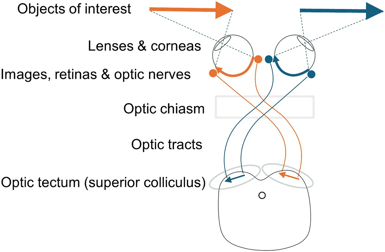 The distribution of retinal ganglion cell axons to the optic tectum/superior colliculus. The terminals of retinal ganglion cell axons are retinotopically distributed in the superficial layers of the optic tectum.