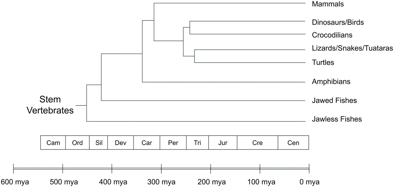 Divergence of vertebrates over geological time. Tetrapods, (the descendants of which include amphibians, reptiles, mammals, and birds), appeared by the Carboniferous period, at least 337 million years ago.