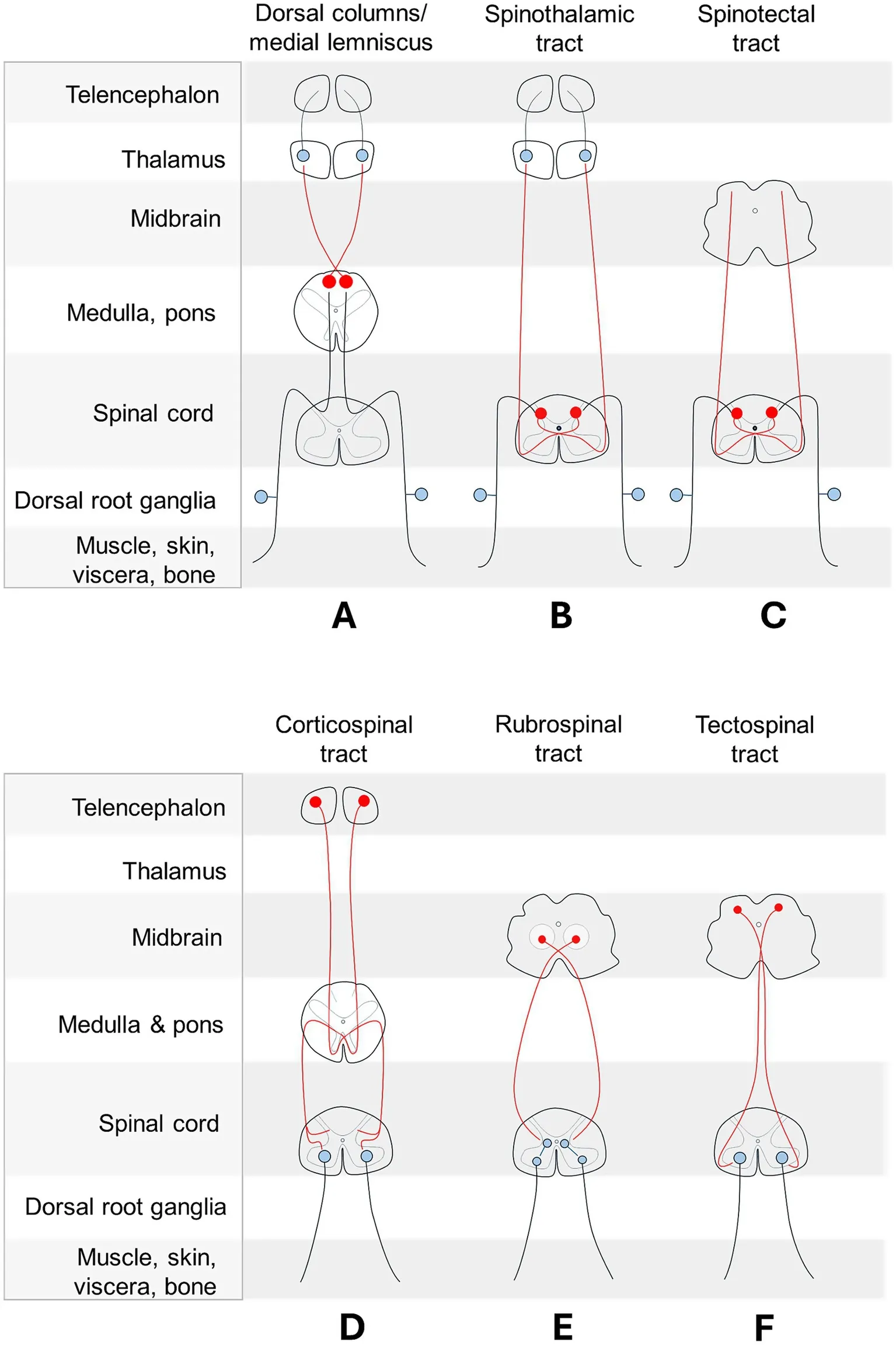 Contralaterally organized somatosensory and motor pathways. Neurons with axons that cross the midline are shown in red. (A–C) (Top): Somatosensory pathways.