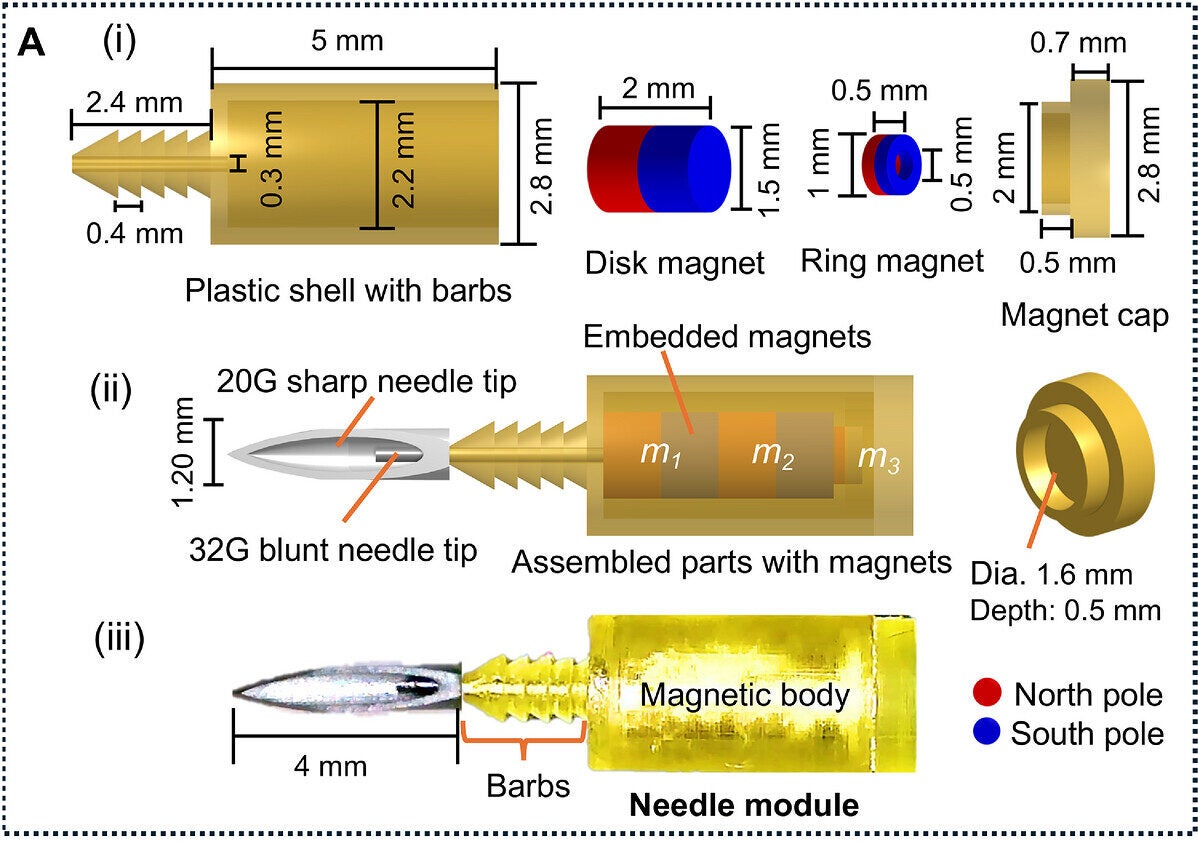 Design and components of the millirobot modules. (A) Needle module: (i) Exploded view showing key components, including a barbed plastic shell, two permanent disk magnets (m₁, m₂), one ring magnet (m₃), and a magnet cap; (ii) CAD model illustrating the assembled module with embedded magnets and clinical needle tips for tissue penetration; (iii) Fabricated prototype.