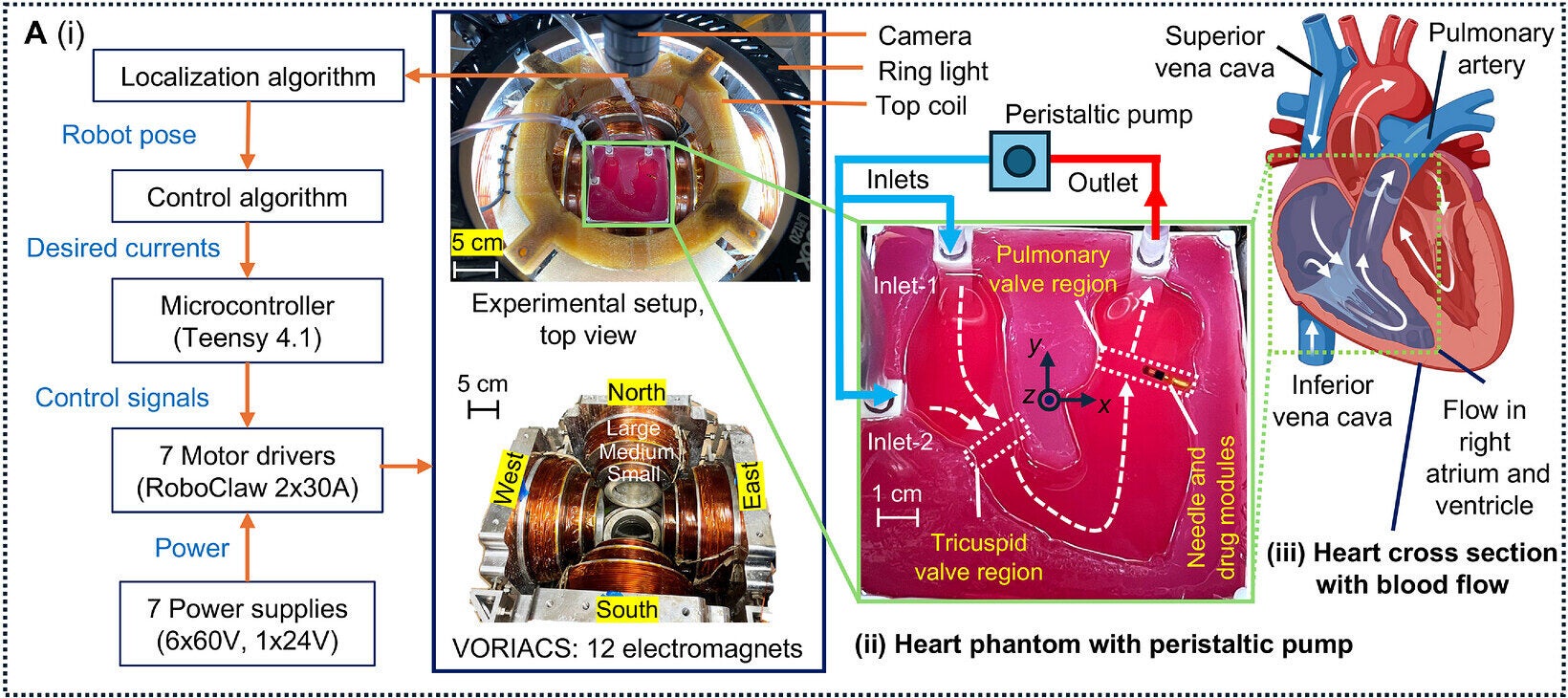 Control loop and experimental setup: (i) The 12-coil planar electromagnetic actuation system (VORIACS) with a top coil surrounding the heart phantom. A top-view camera and ring light enable video-based feedback control; (ii) Enlarged view of the heart phantom showing the internal flow system, where a peristaltic pump mimics flow in the right atrium and ventricle; (iii) Cross-sectional anatomical illustration of a human heart with labeled blood flow pathways.
