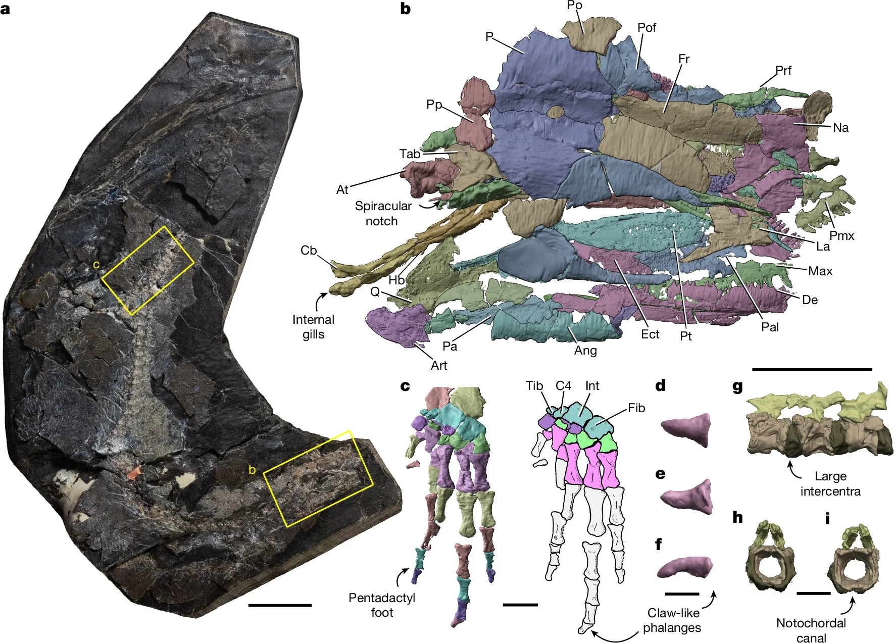 W. lizziae, NMS G.1990.72.1, specimen, renders of skull, foot and vertebrae.