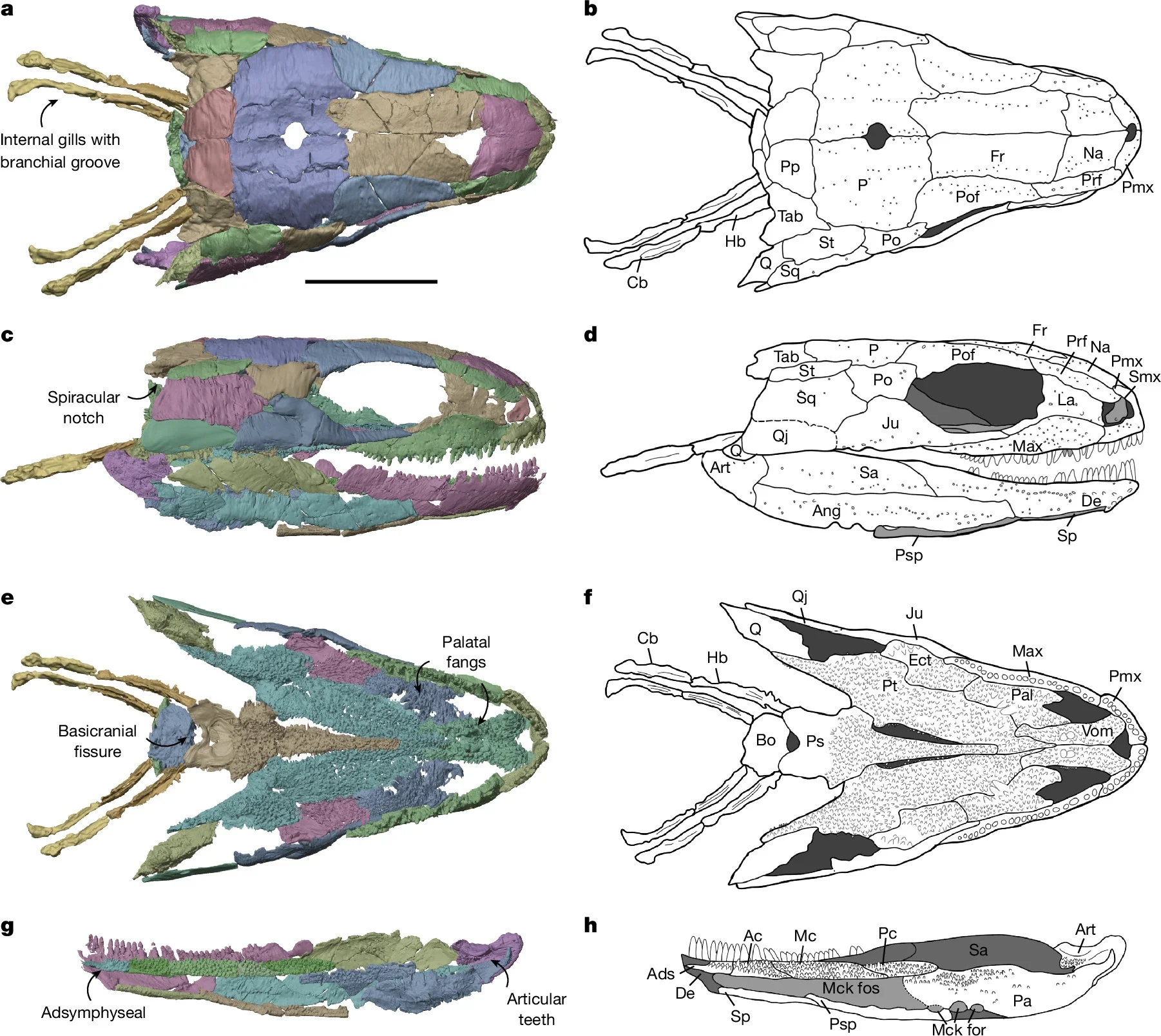 Skull and mandible of W. lizziae.