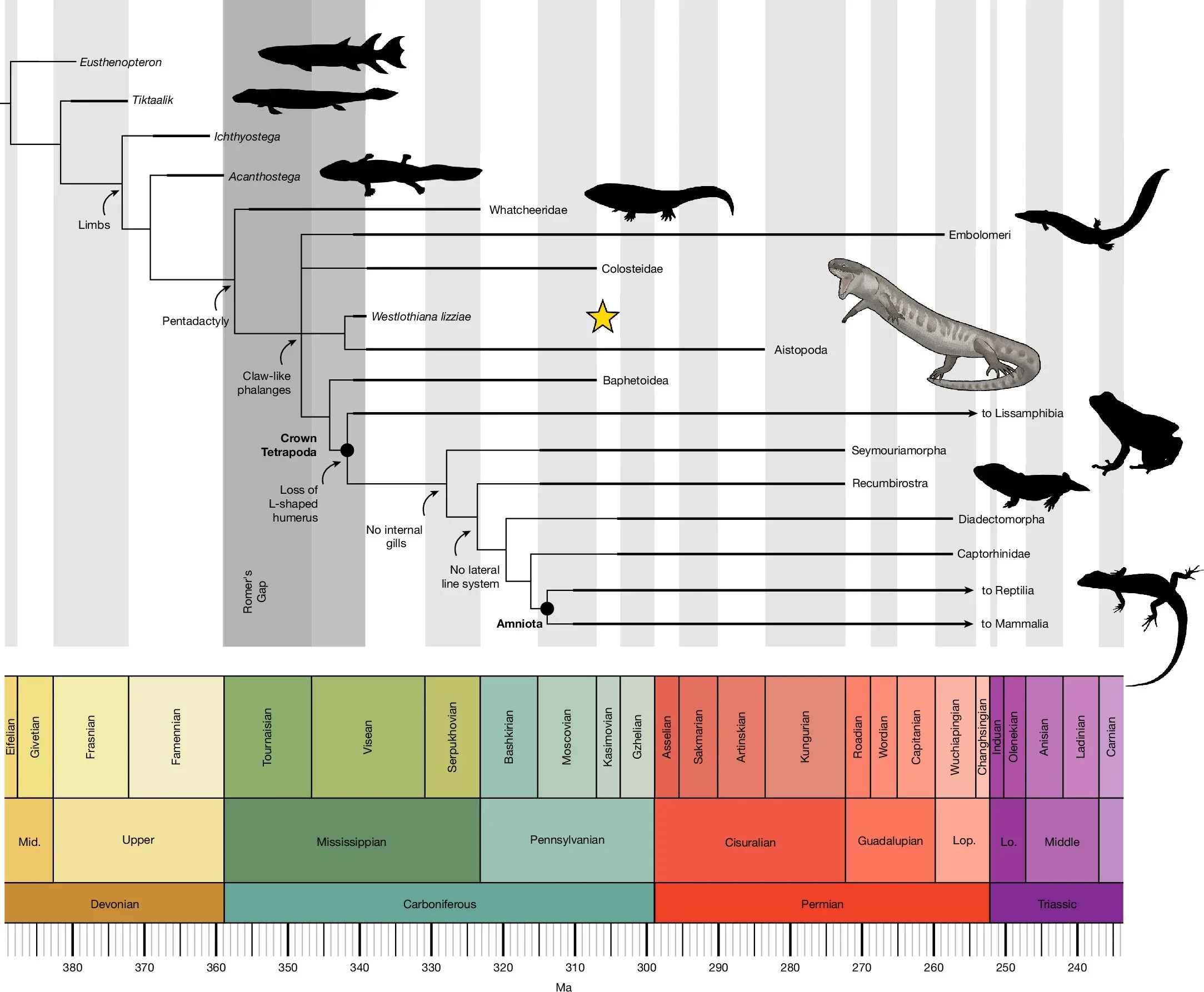 Time-calibrated phylogeny of early tetrapods.