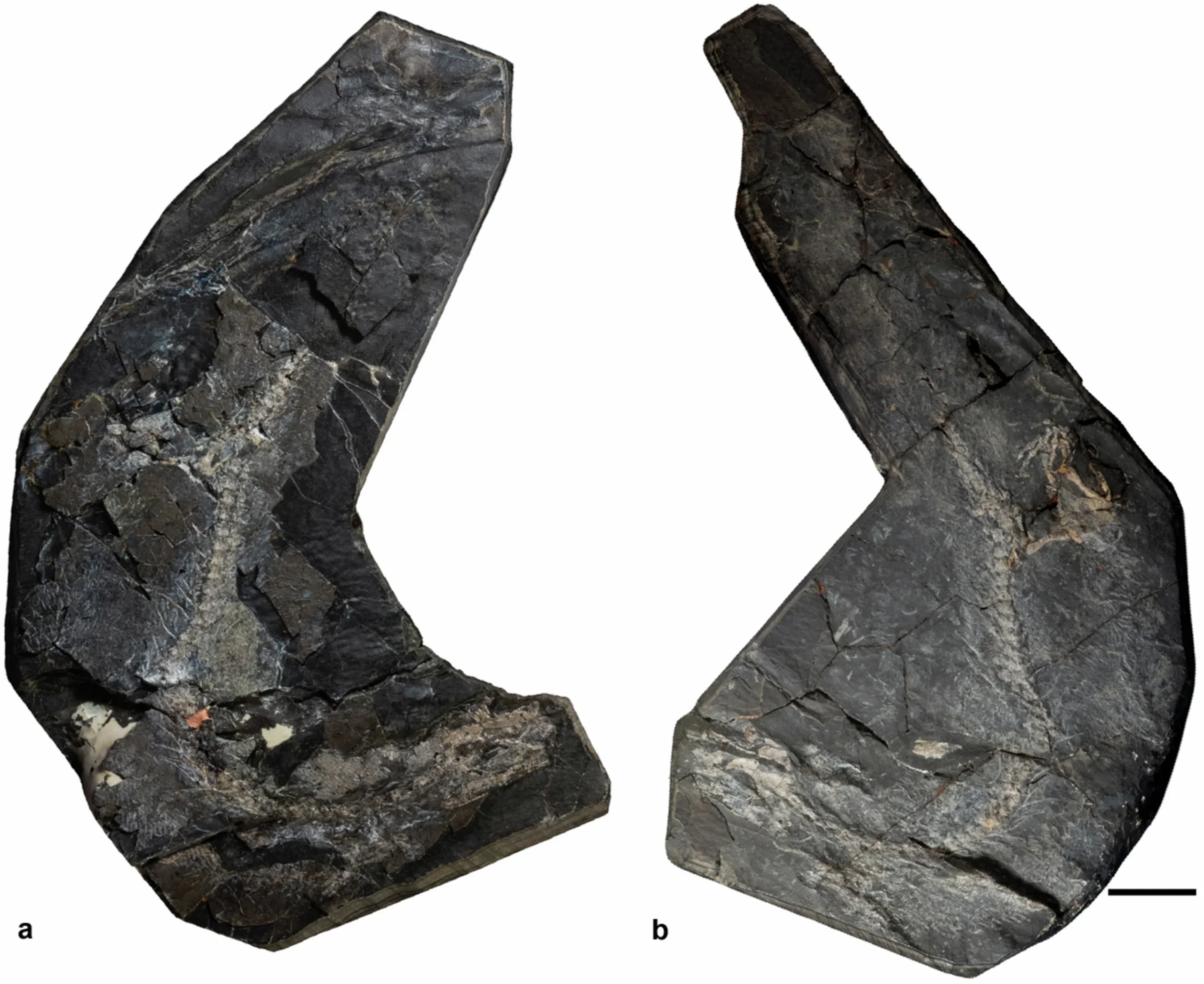 The holotype specimen of Westlothiana, NMS G.1990.72.1.