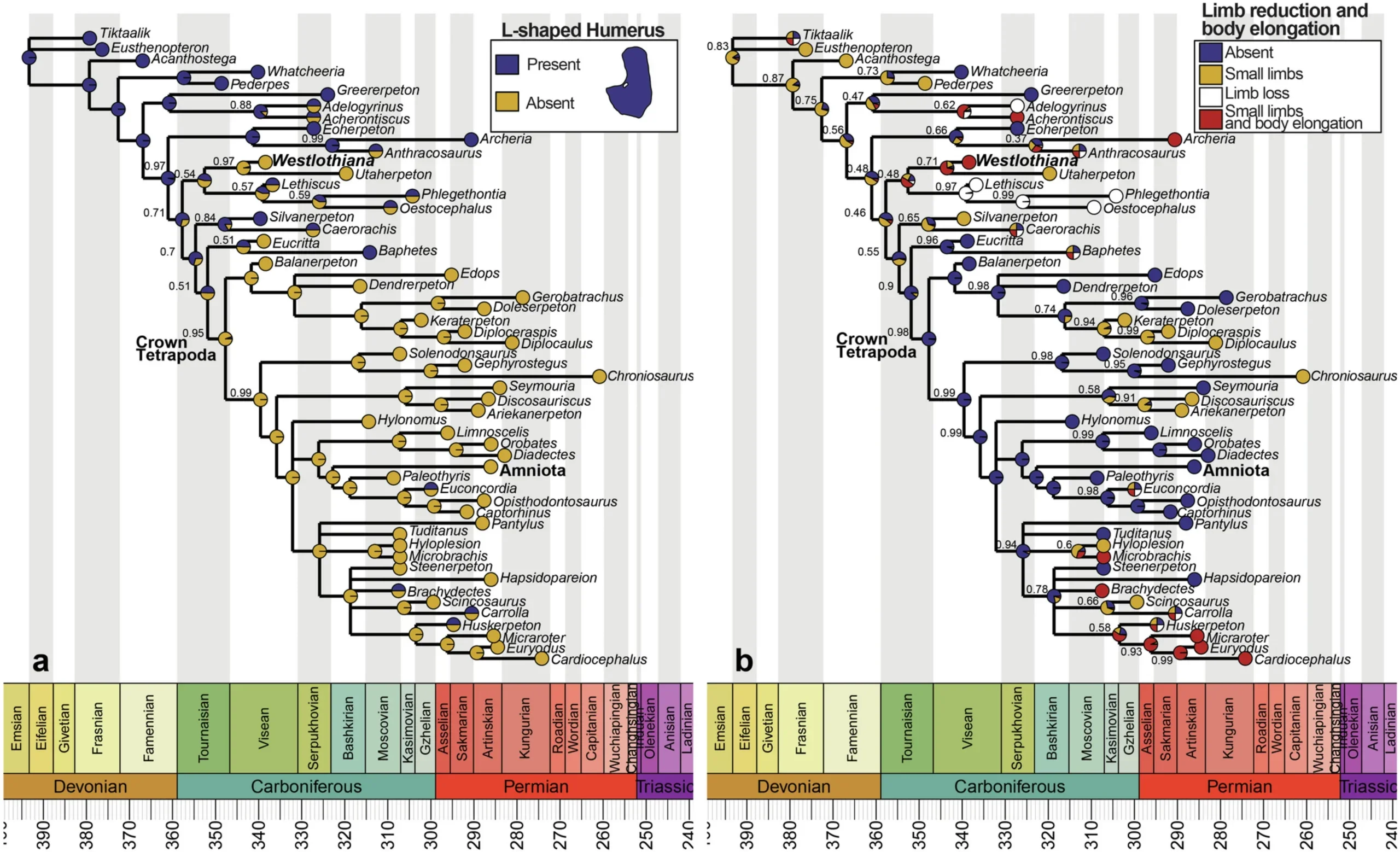 Ancestral character estimation of postcranial traits associated with aquatic or transitional ecologies.