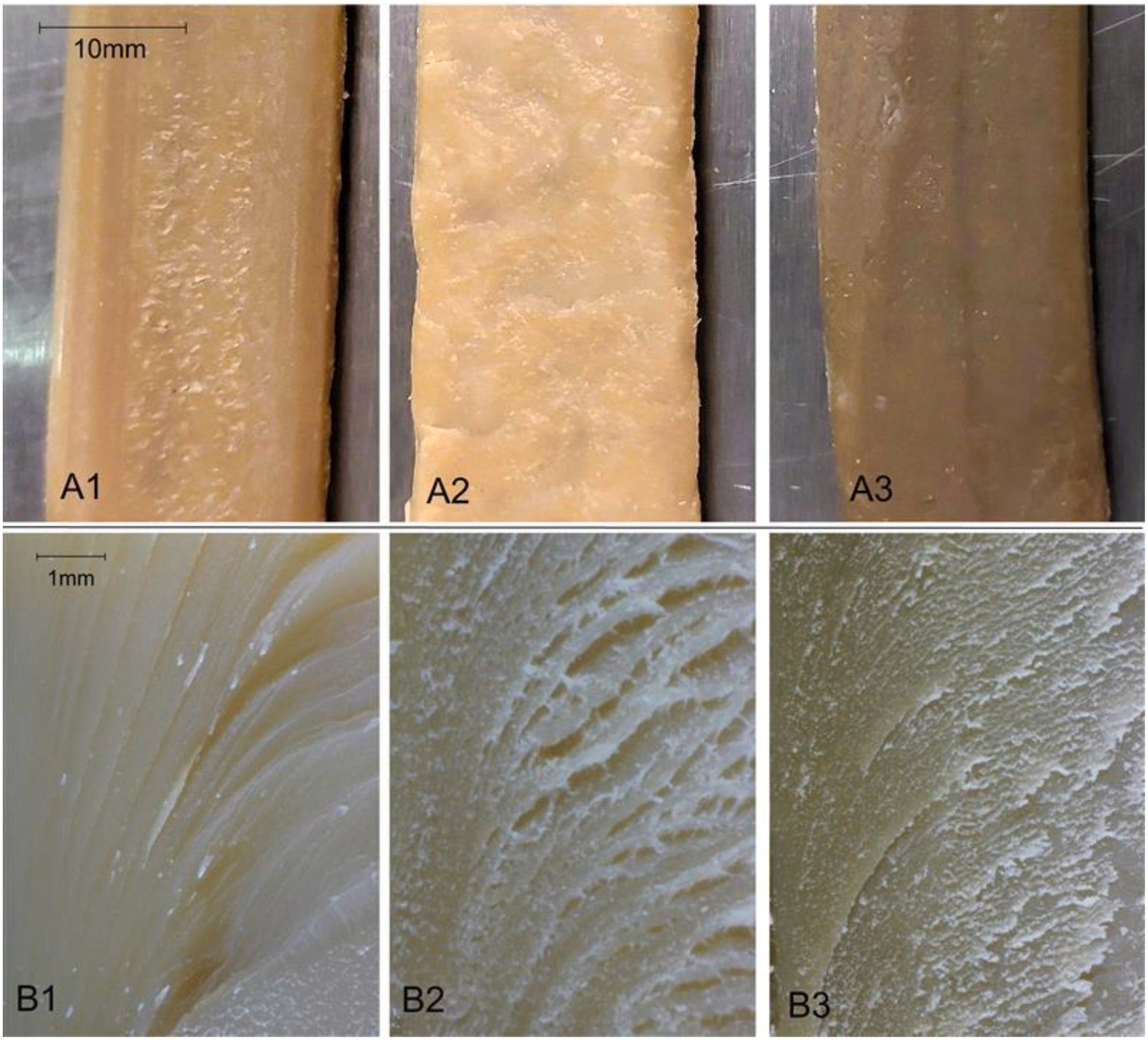 The schematic describing the experimental design. Surface view (A1, A2, A3) and internal cut surfaces (B1, B2, B3) of the extrudates E(FPI), E(FPI-WG) and E(FPI-PPI).