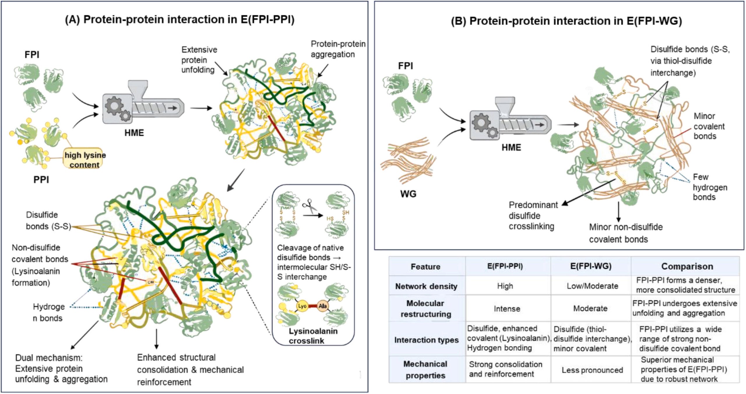 An illustration of protein-protein interactions in E(FPI-WG) and E(FPI-PPI).