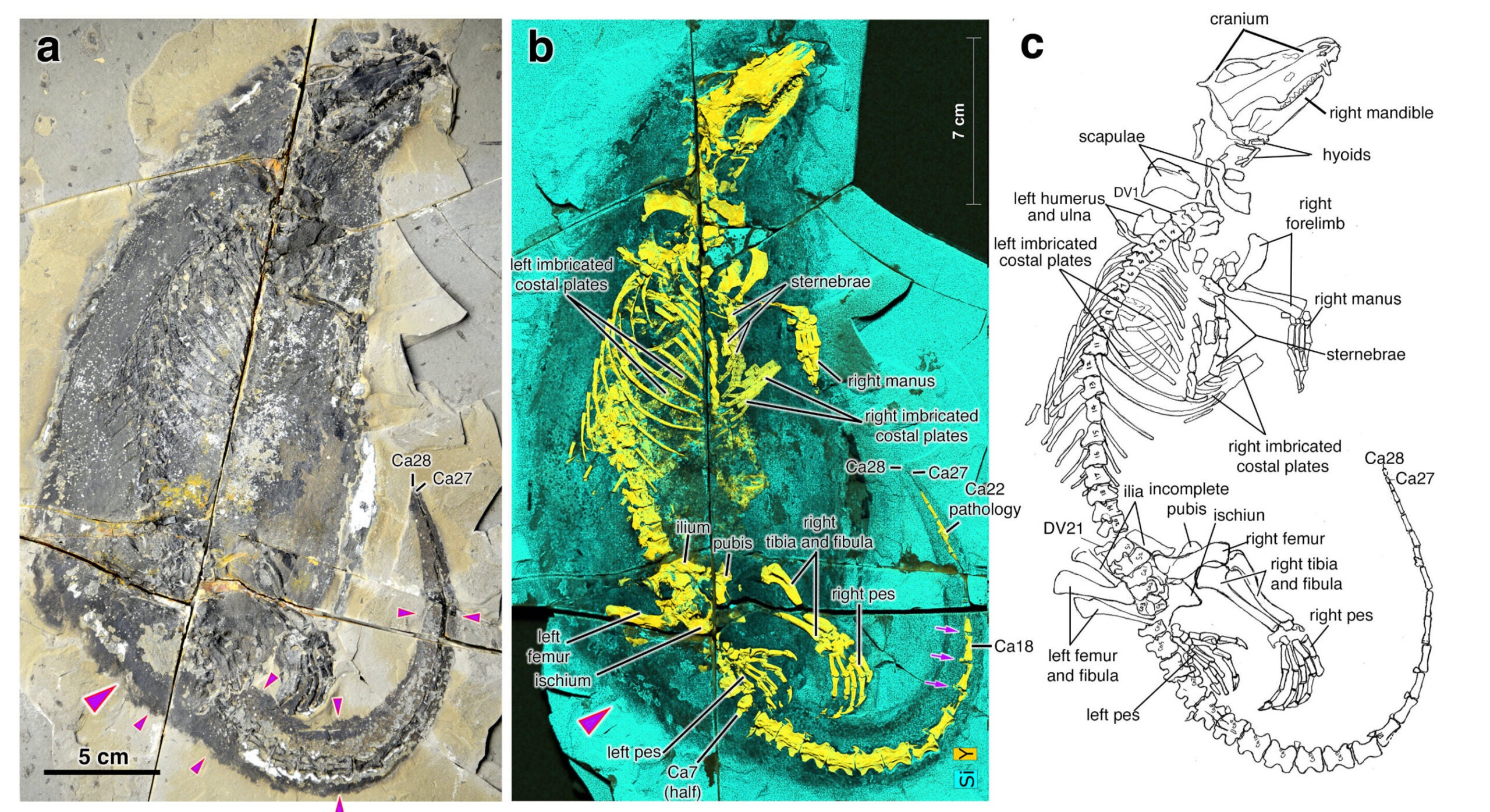 Megacauda sungei in three views: - a) Photograph of the fossil. b) X-ray fluorescence image (the skeleton is shown in yellow, the remains of the coat and soft tissue in dark gray, and the surrounding sediment in turquoise), c) Diagram with the most important bones labeled.