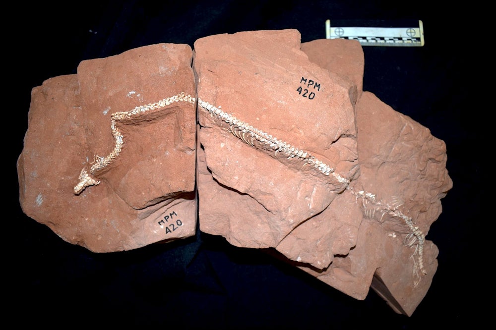 Articulated fossil of Tametara mirim, with part of the skull and spine preserved in rock blocks.
