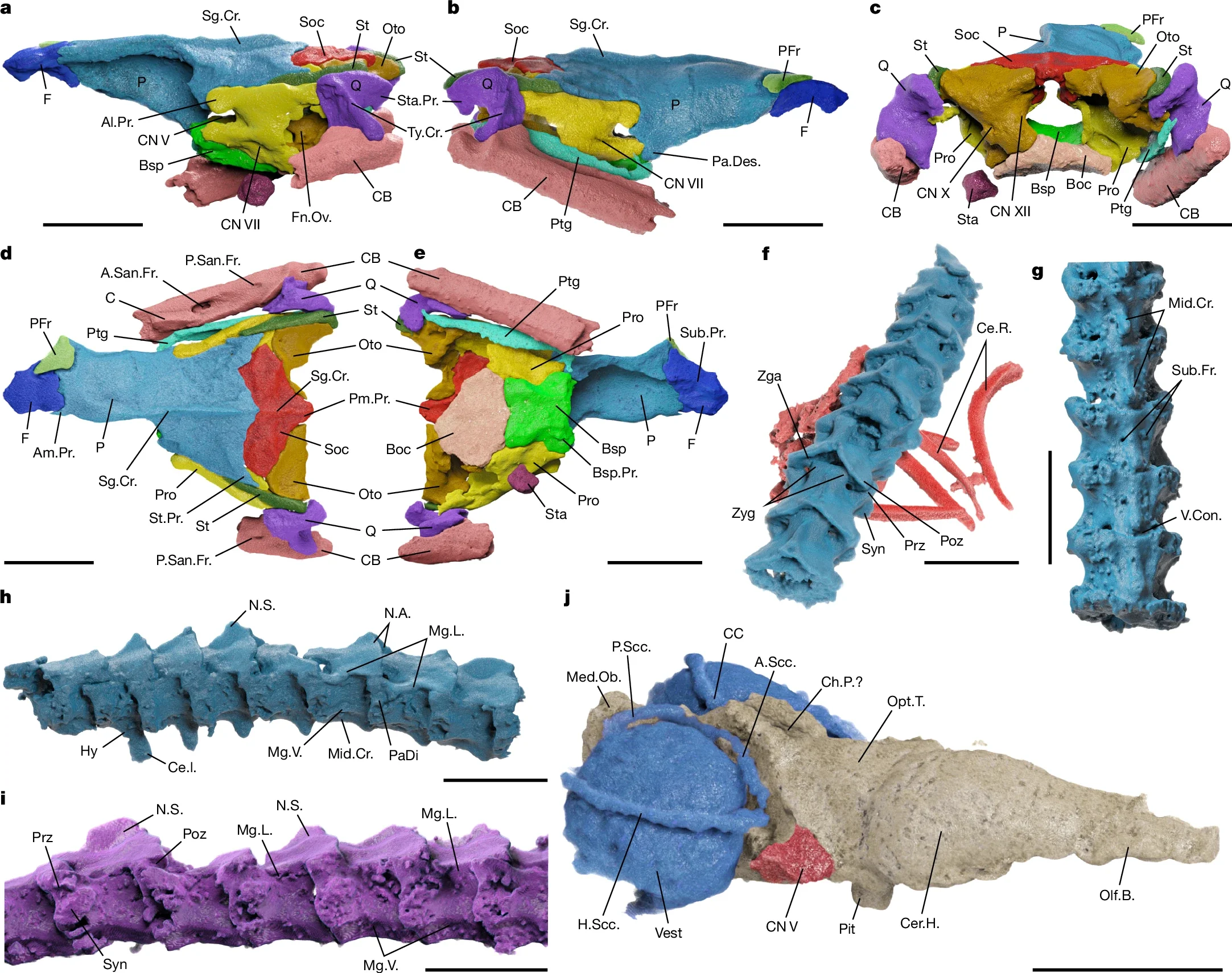 Segmented skeletal and encephalic structures derived from micro-CT scanning of the holotype (MPM 420) of T. mirim.