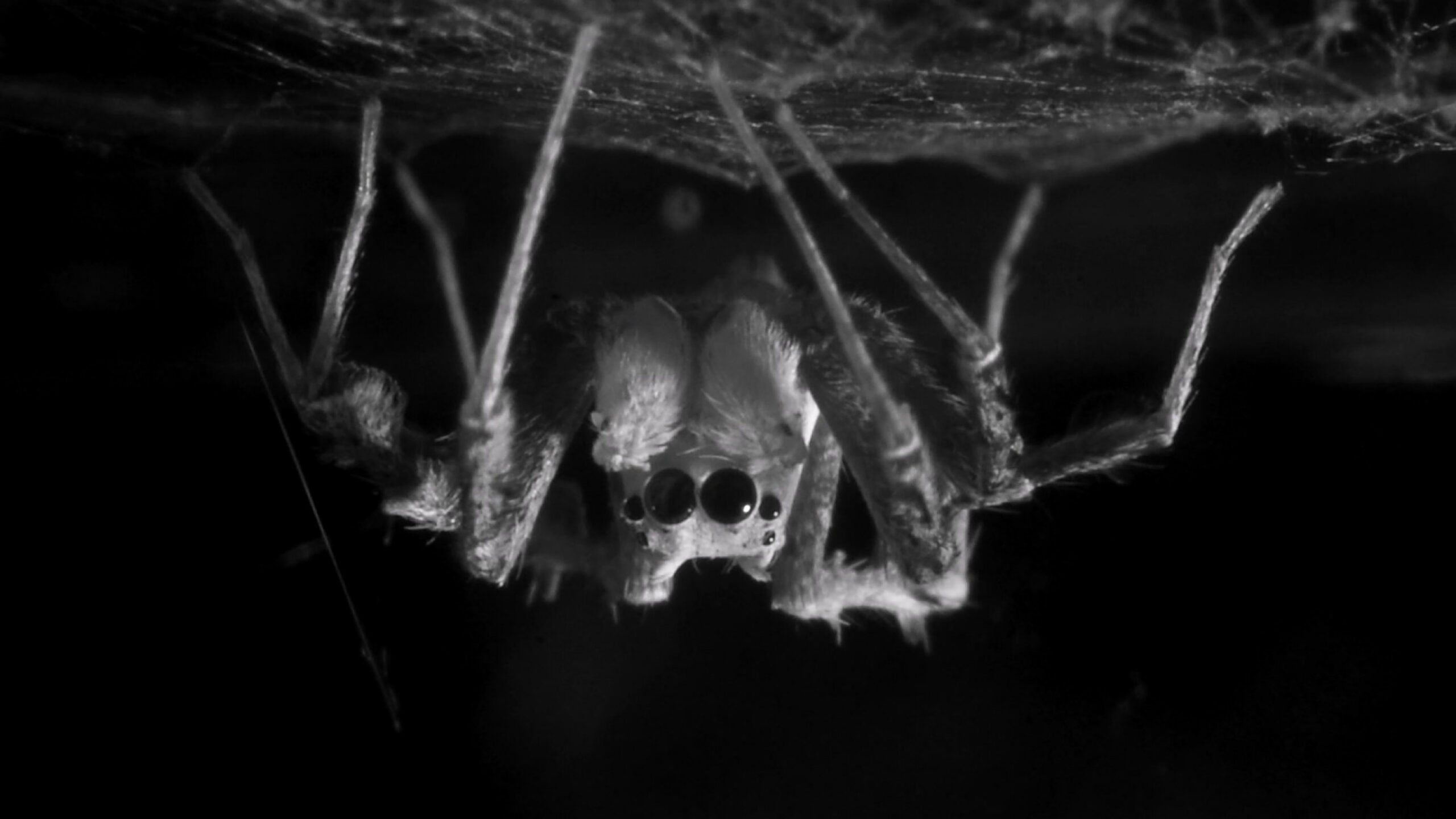 The spider Portia fimbriata in a sleeping position, hanging upside down beneath its self-spun web.