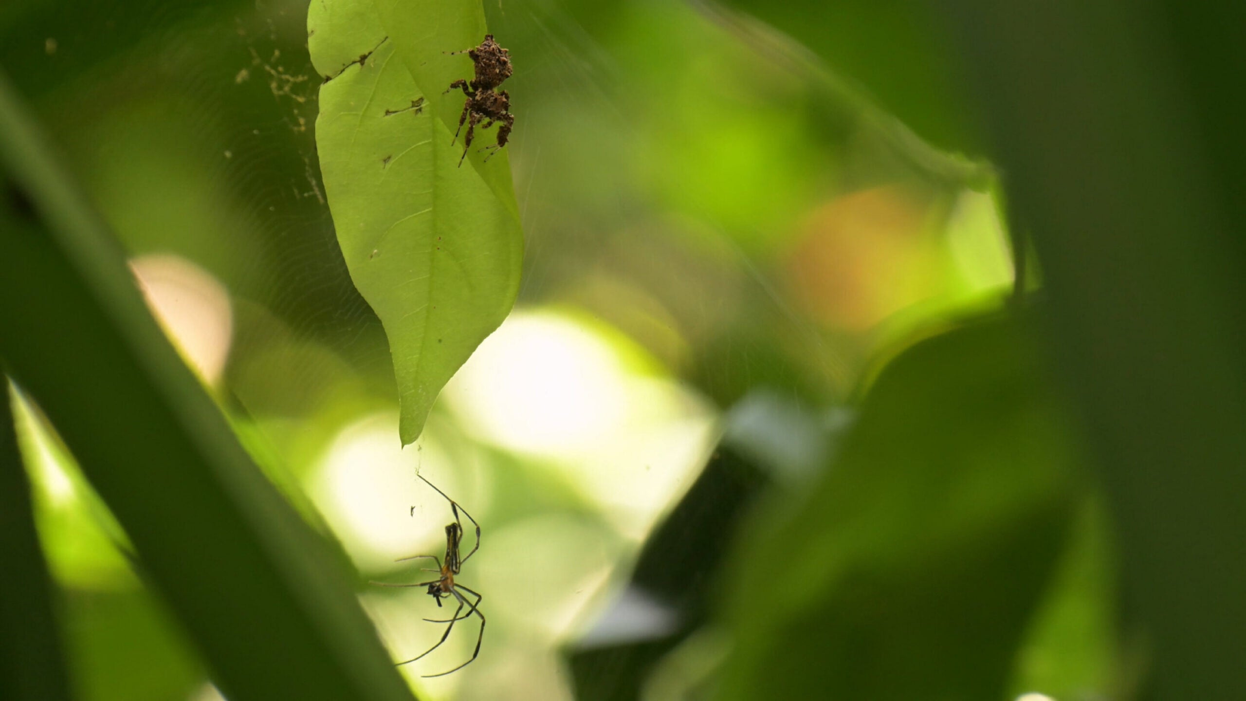 The spider Portia fimbriata hunting an orb-web spider. 