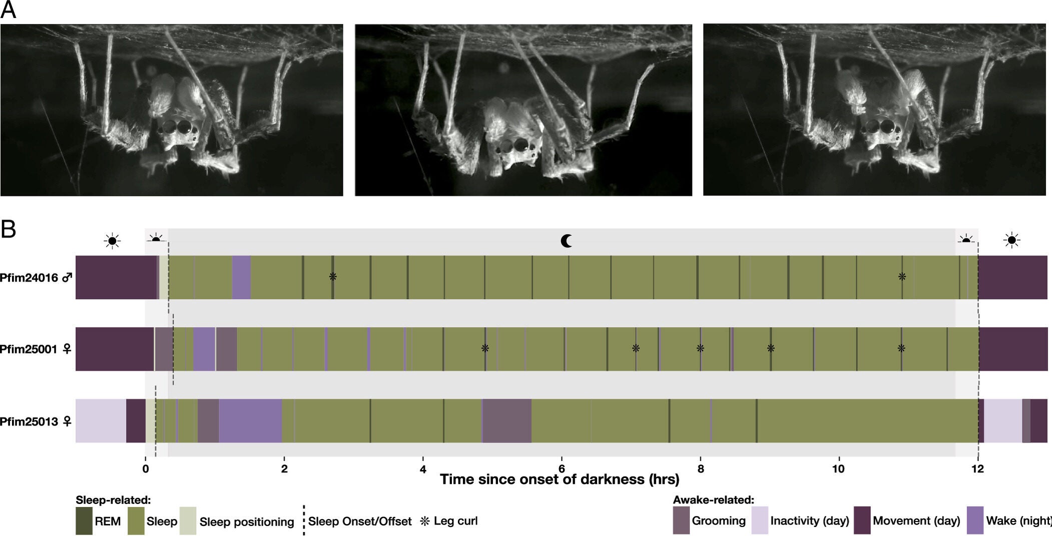 Sleep posture and architecture in P. fimbriata. (A) Posture comparison. (Left) Sleep initiation: upside down position under web, pedipalps drawn in. (Middle) Sleep: body and pedipalps visibly drooped, hanging lower under the web. (Right) Waking up position: pedipalps spread, body tenser, closer to web. (B) Ethogram showing temporal organization of behavioral states and events in three Portia spiders visualizing variation as well as consistency in sleep architecture.