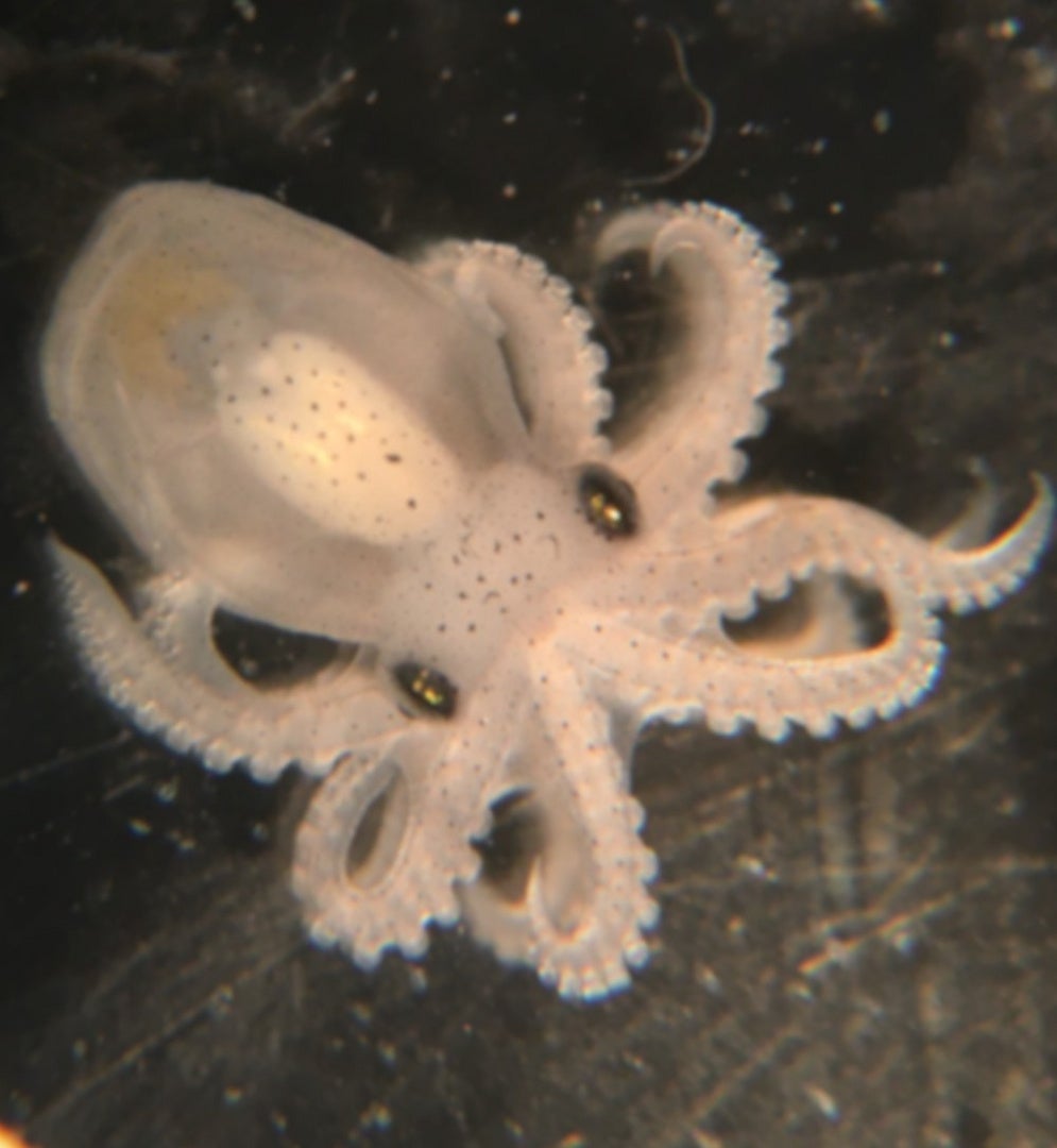 Californian two-spot octopus (Octopus bimaculoides). Embryo at the final stage before hatching. The species is named after the two prominent blue eyespots that can help deter predators.