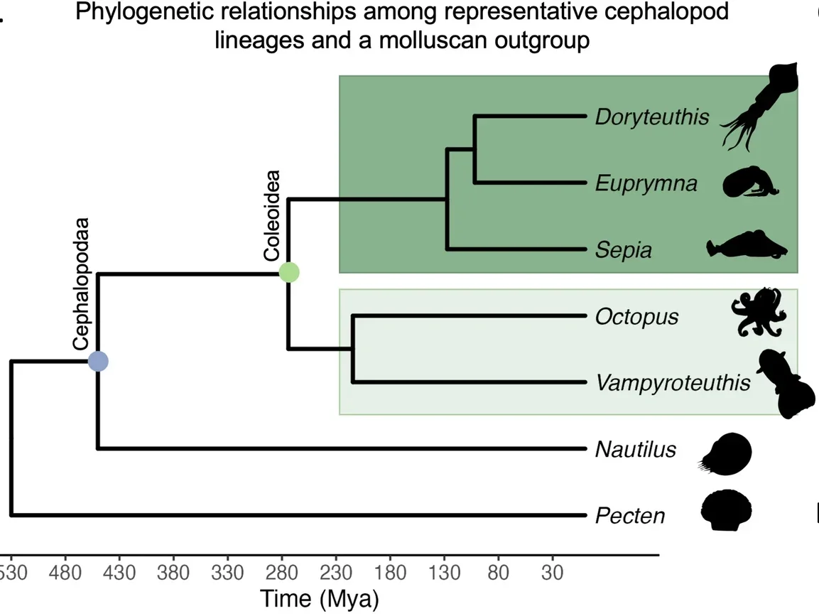 The subclass Coleoidea has undergone large-scale genome rearrangements and genome expansions compared to their molluscan ancestors.