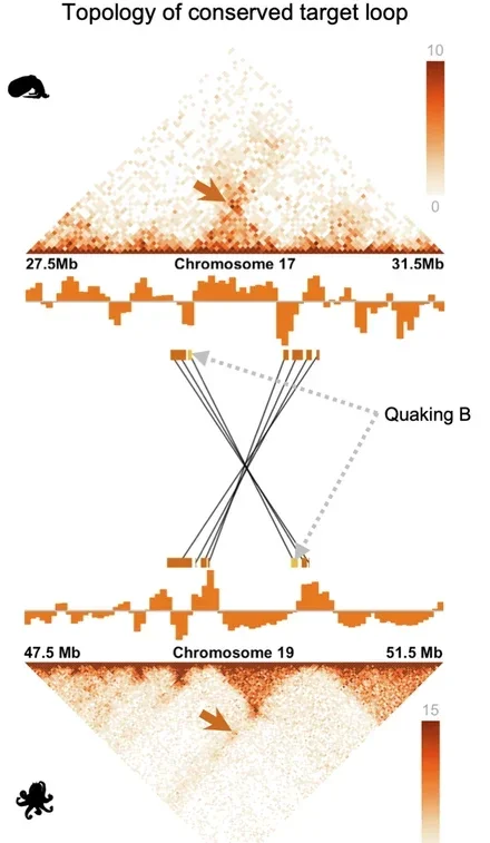 CRISPR knockout of a putative regulatory region reveals long-range meta-loop-like interactions and transcriptional effects in coleoid embryos.
