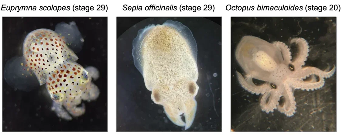 Representative photos of cephalopod embryos used in this study, showing the developmental stages used for species-level comparisons: E. scolopes (stage 29), S. officinalis (stage 29), and O. bimaculoides (stage 20), the final stage before hatching in all species.