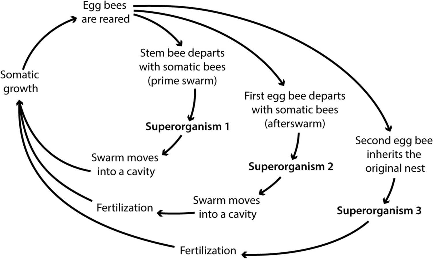 Honey bee life cycle modified from Seeley, which begins with the rearing of egg bees and traces the life cycles of three different superorganisms.