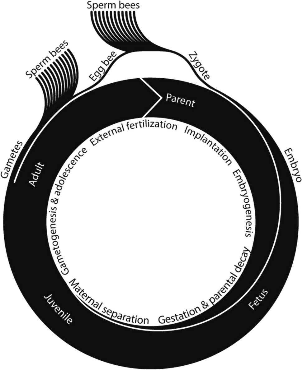 Proposed honey bee life cycle, which begins with fertilization to produce a zygote, followed by embryonic, fetal, juvenile and adult stages.