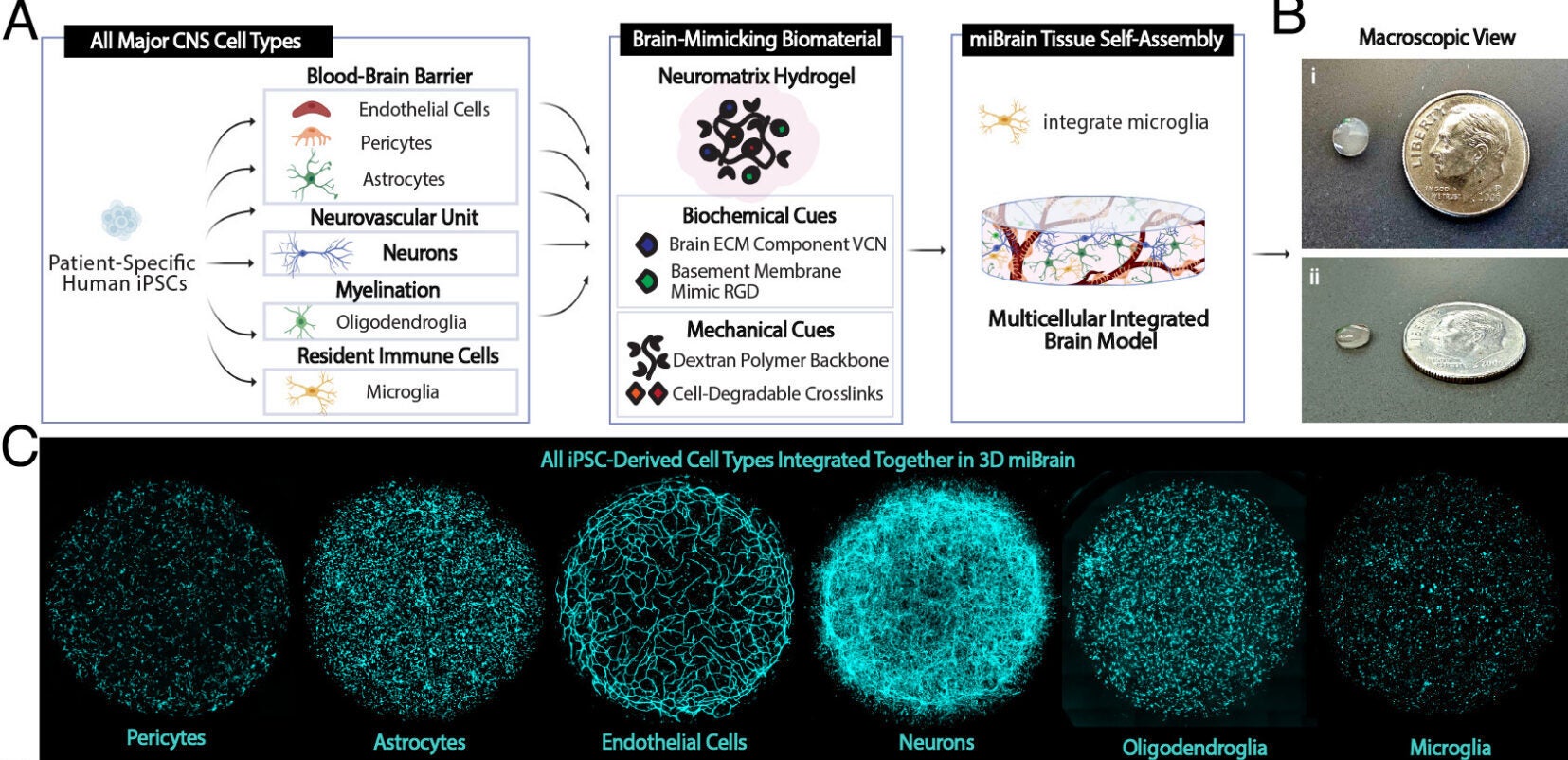 Human integrated 3D-immuno-glial-neurovascular miBrain model. (A) Schematic of miBrain formation. (B) macroscopic view of miBrains from (i) Top and (ii) side view with a dime for reference. (C) Distribution of (Left to Right) iPSC-derived pericytes, astrocytes, iPSC-derived BMECs, neurons, oligodendroglia, and iPSC-derived microglia (iMG).