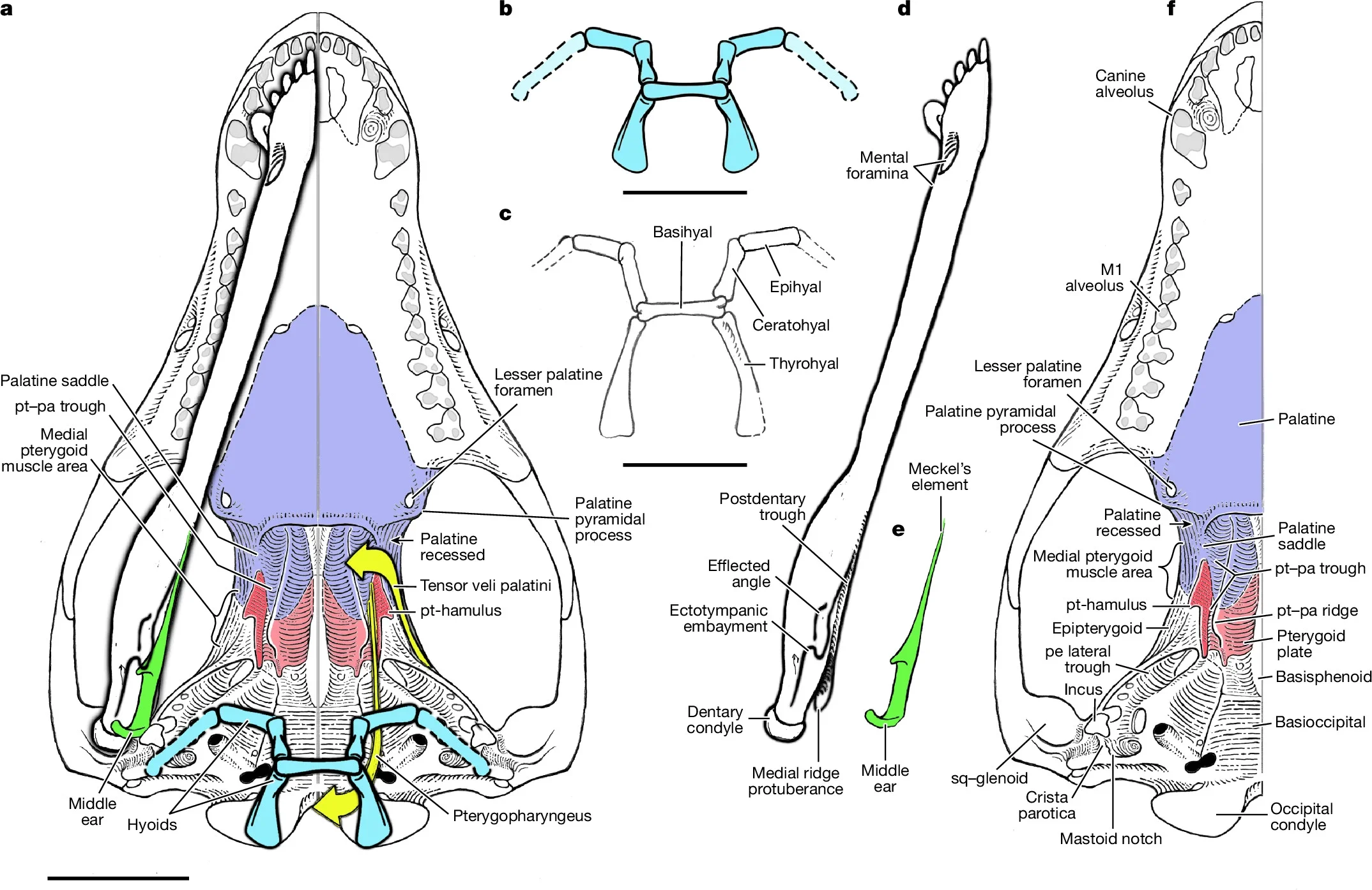 Skull reconstruction of Megacauda (Docodonta, Mammaliaformes).